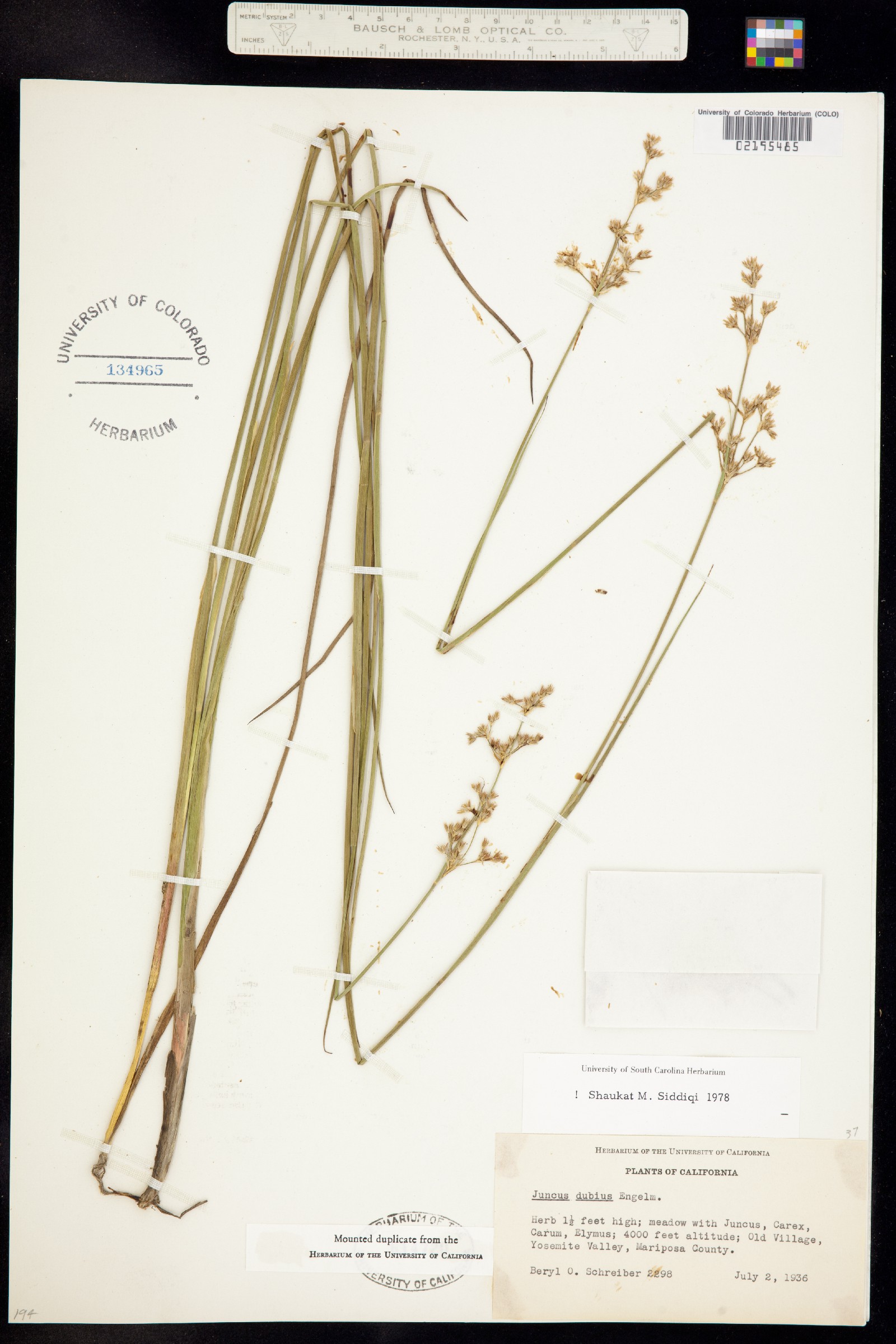 Juncus dubius image