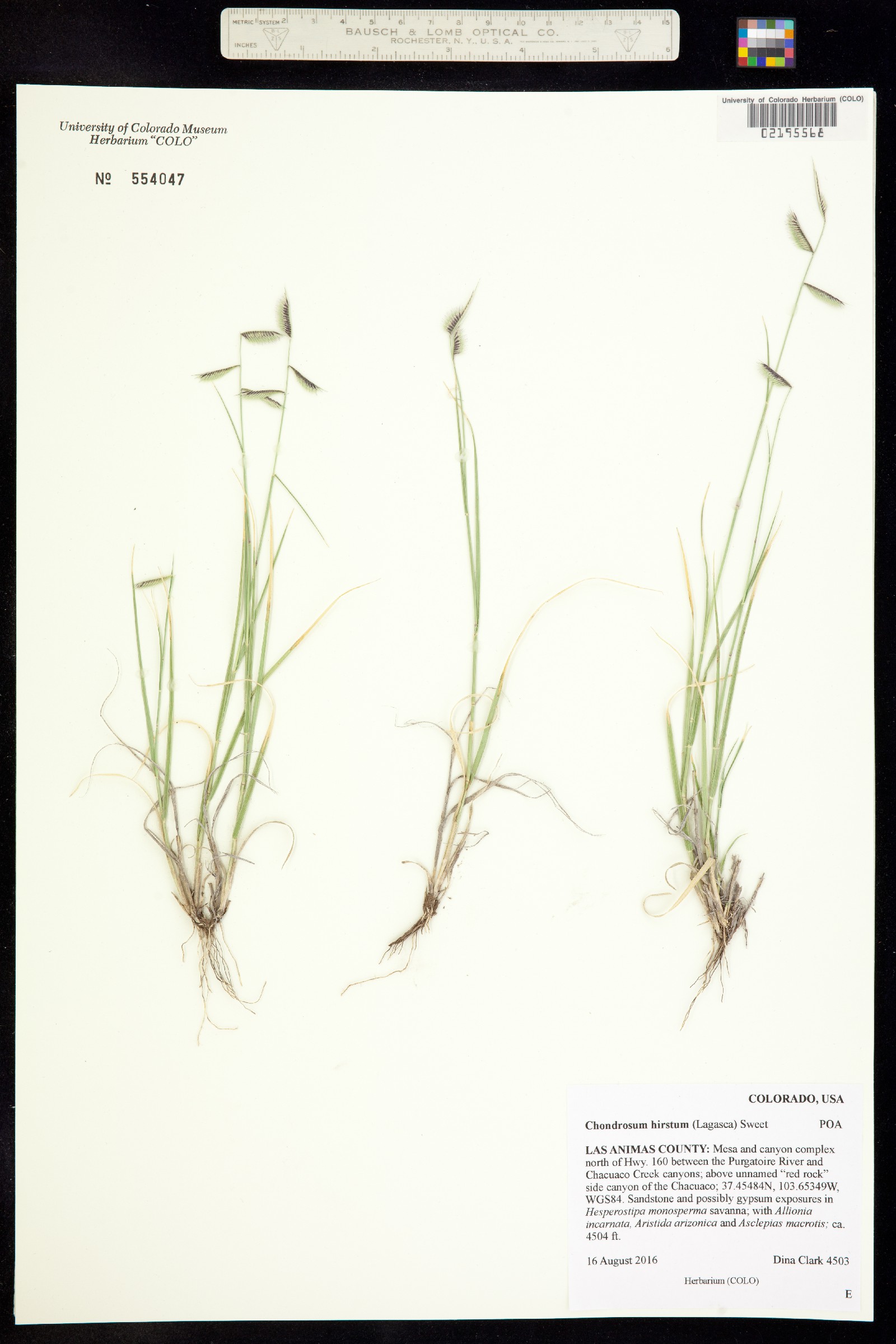 Bouteloua hirsuta image