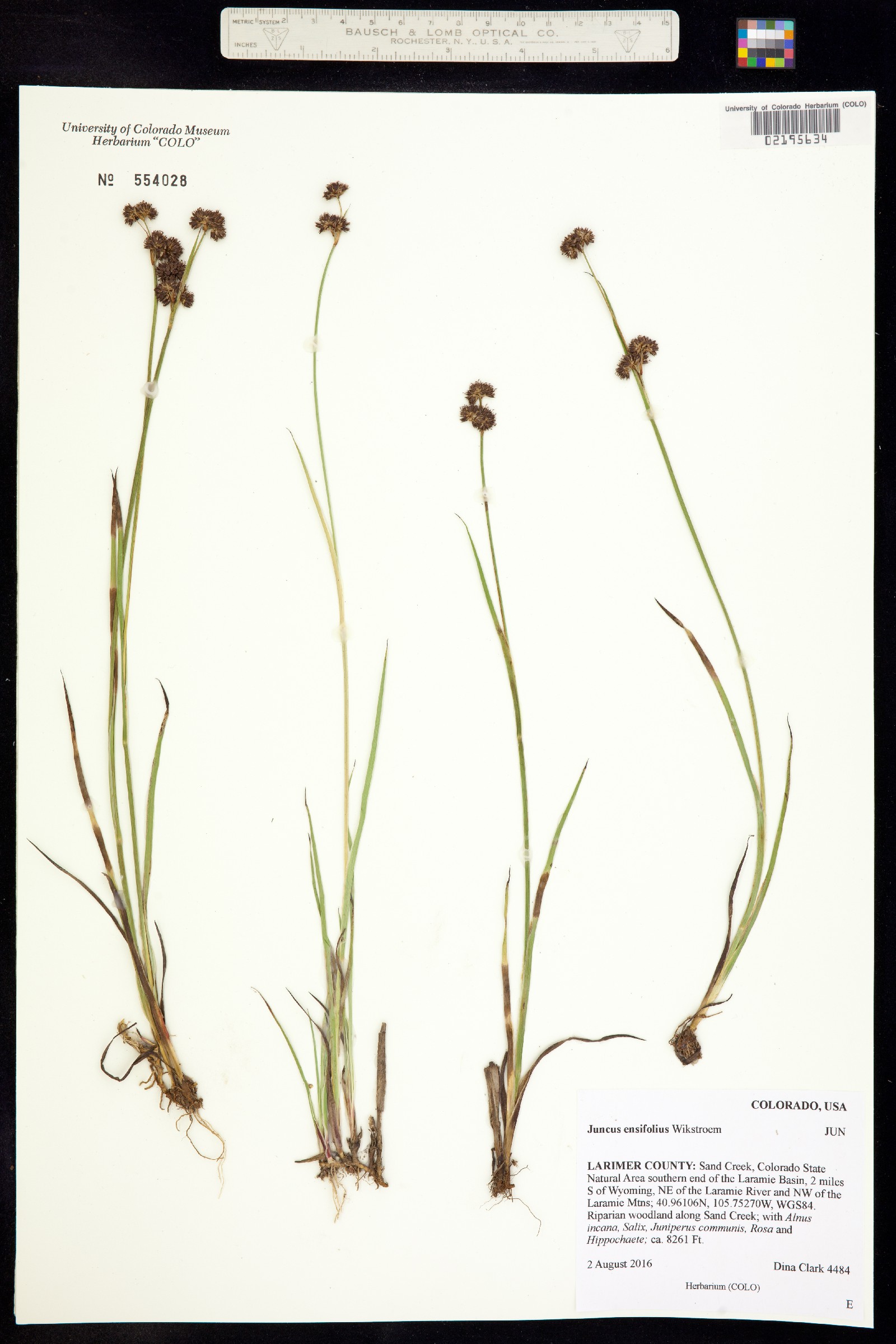Juncus ensifolius image