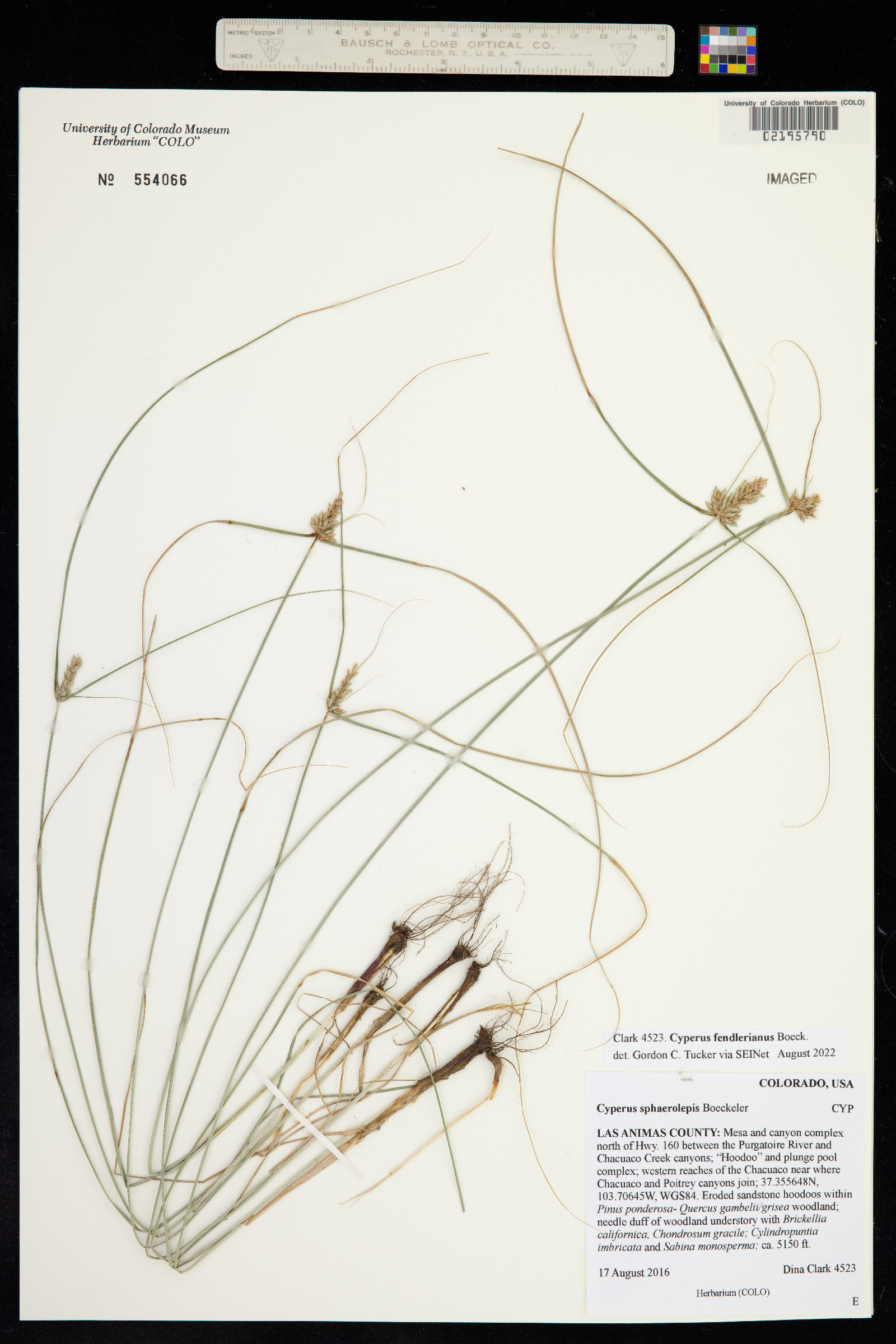 Cyperus fendlerianus image