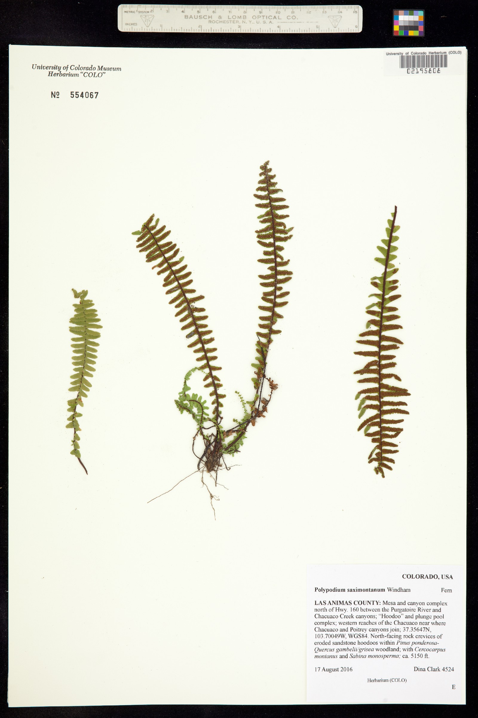 Polypodium saximontanum image