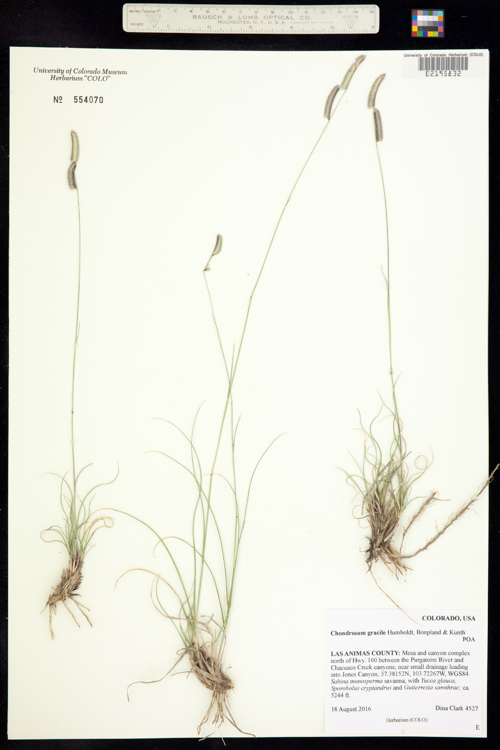 Bouteloua gracilis image