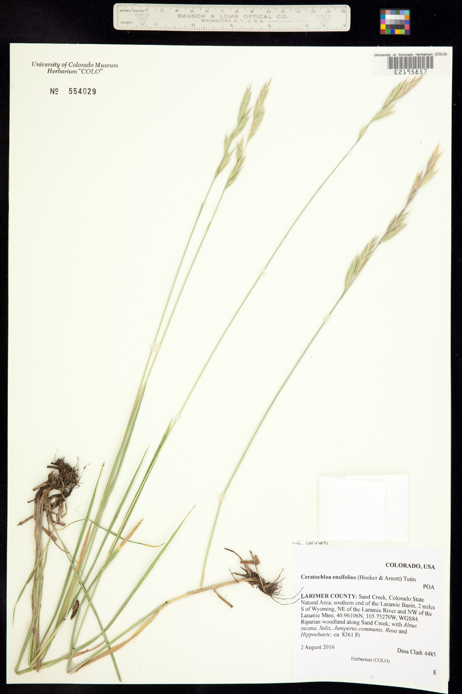 Bromus carinatus image