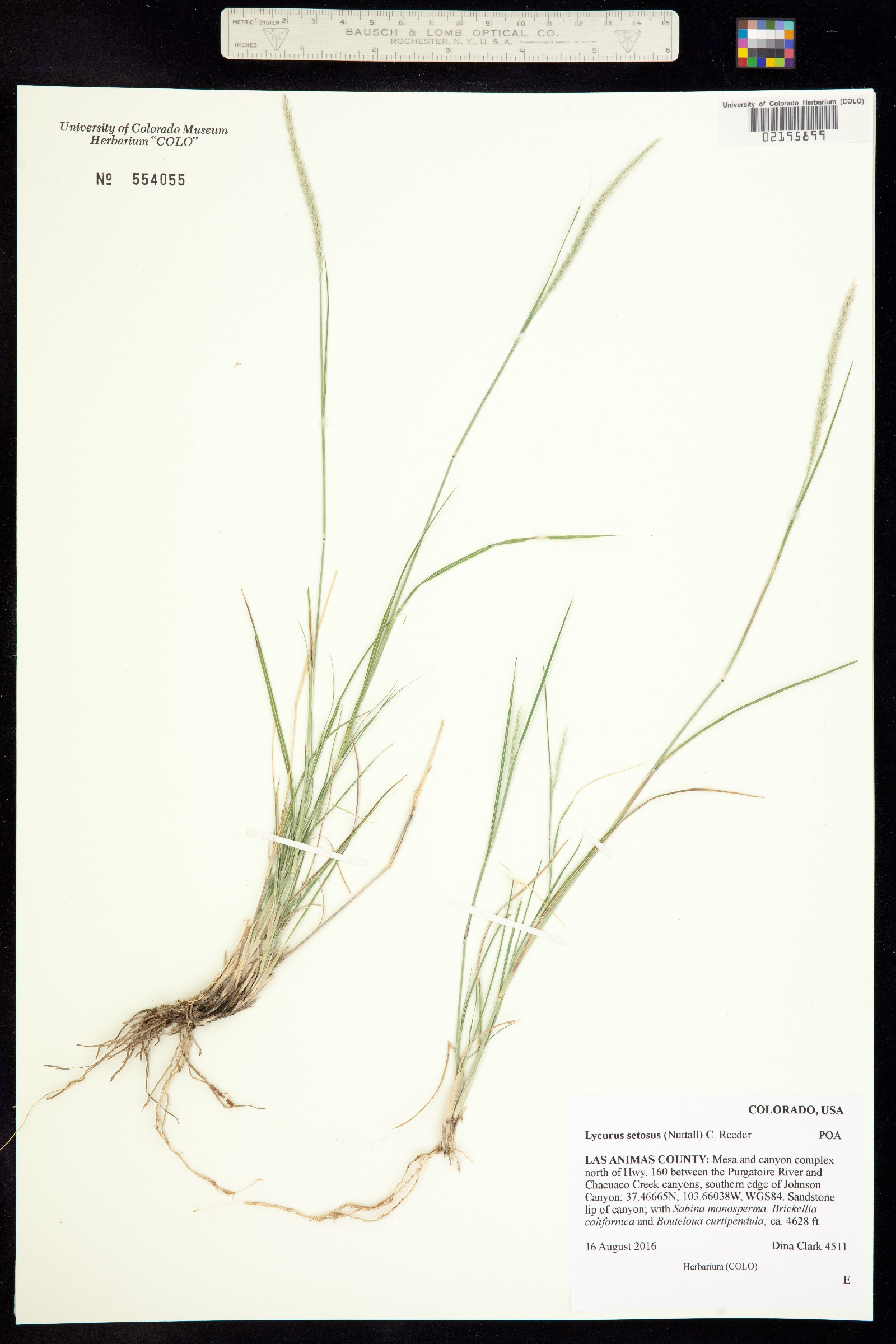 Muhlenbergia alopecuroides image