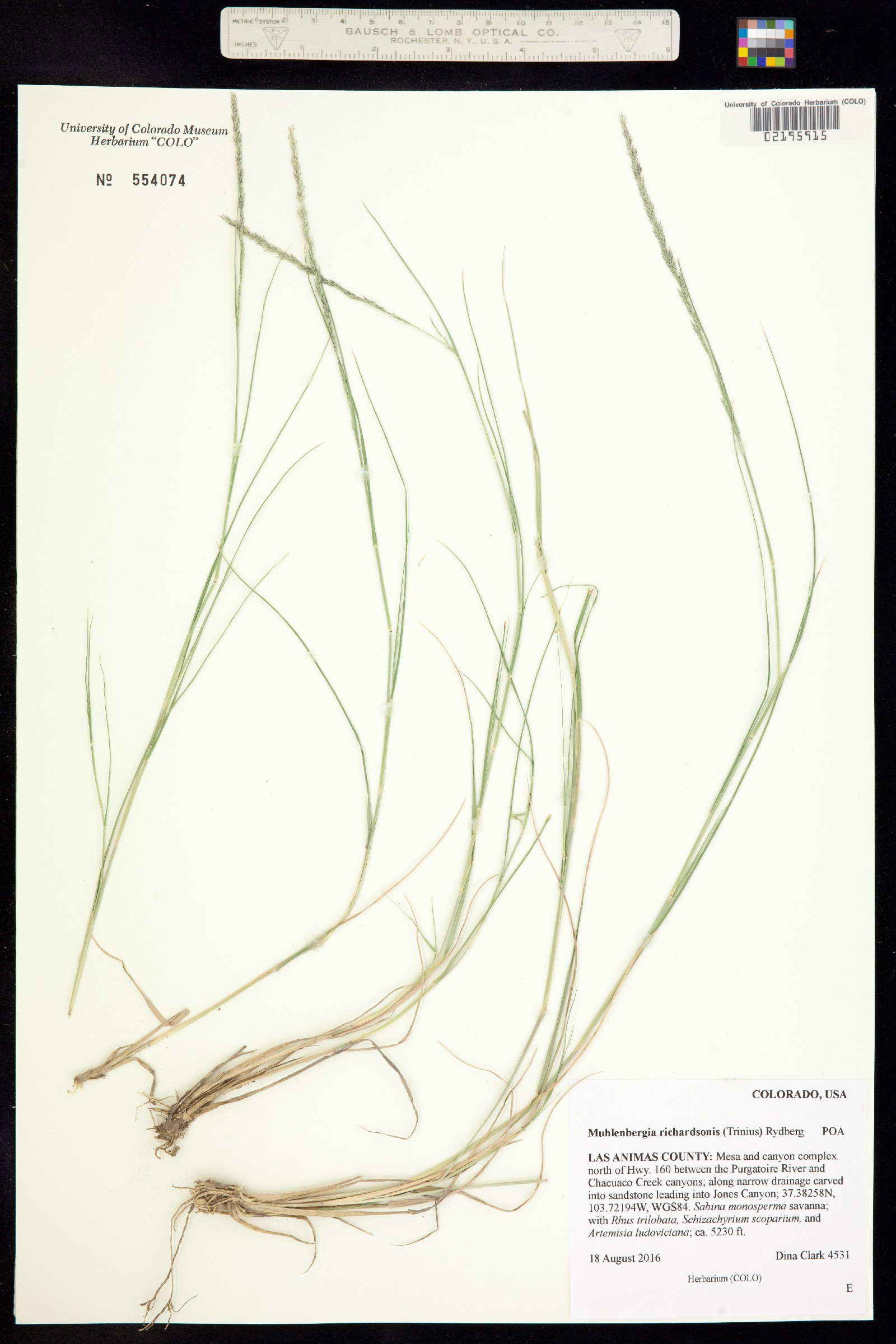 Muhlenbergia wrightii image