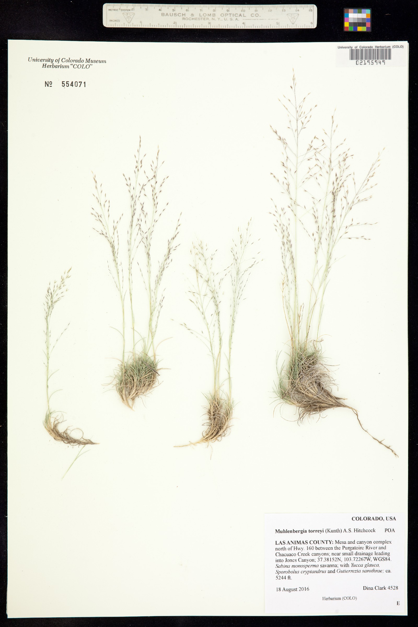 Muhlenbergia torreyi image