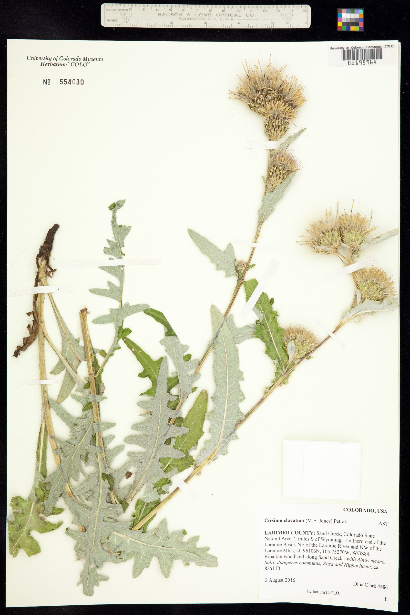 Cirsium centaureae image