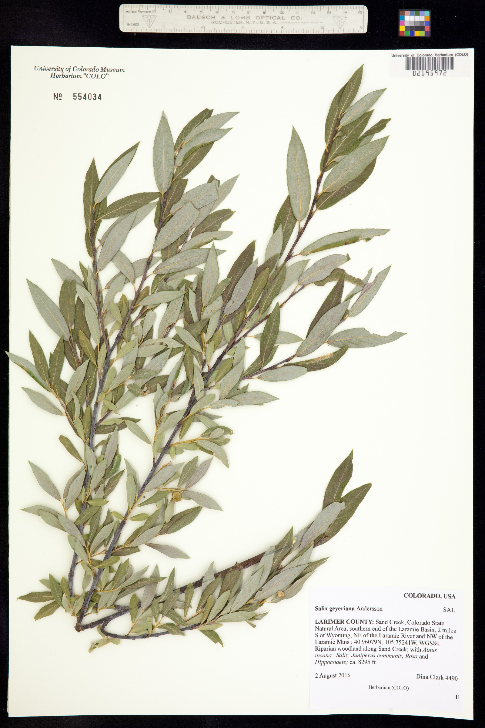Salix geyeriana image