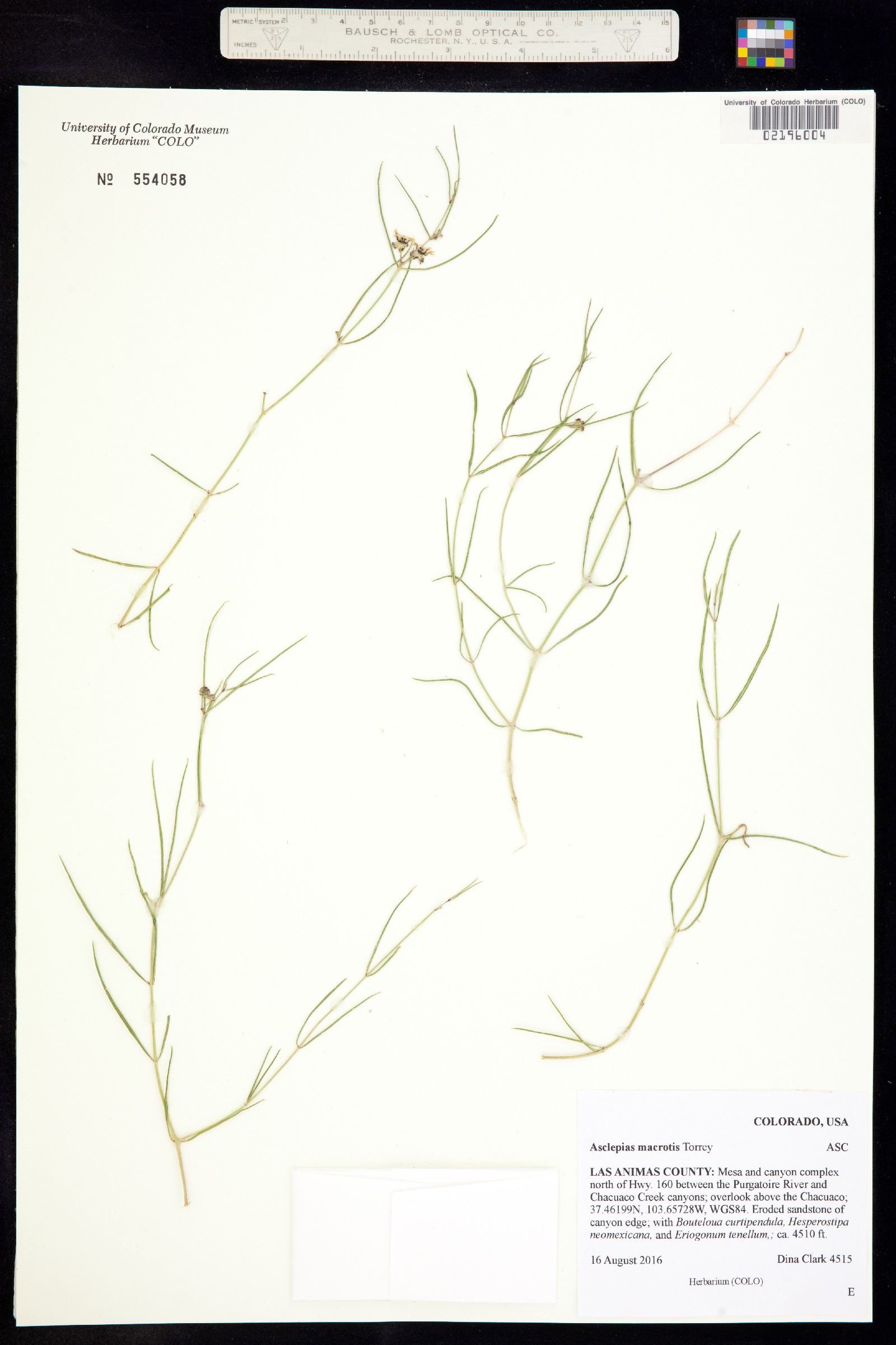 Asclepias macrotis image