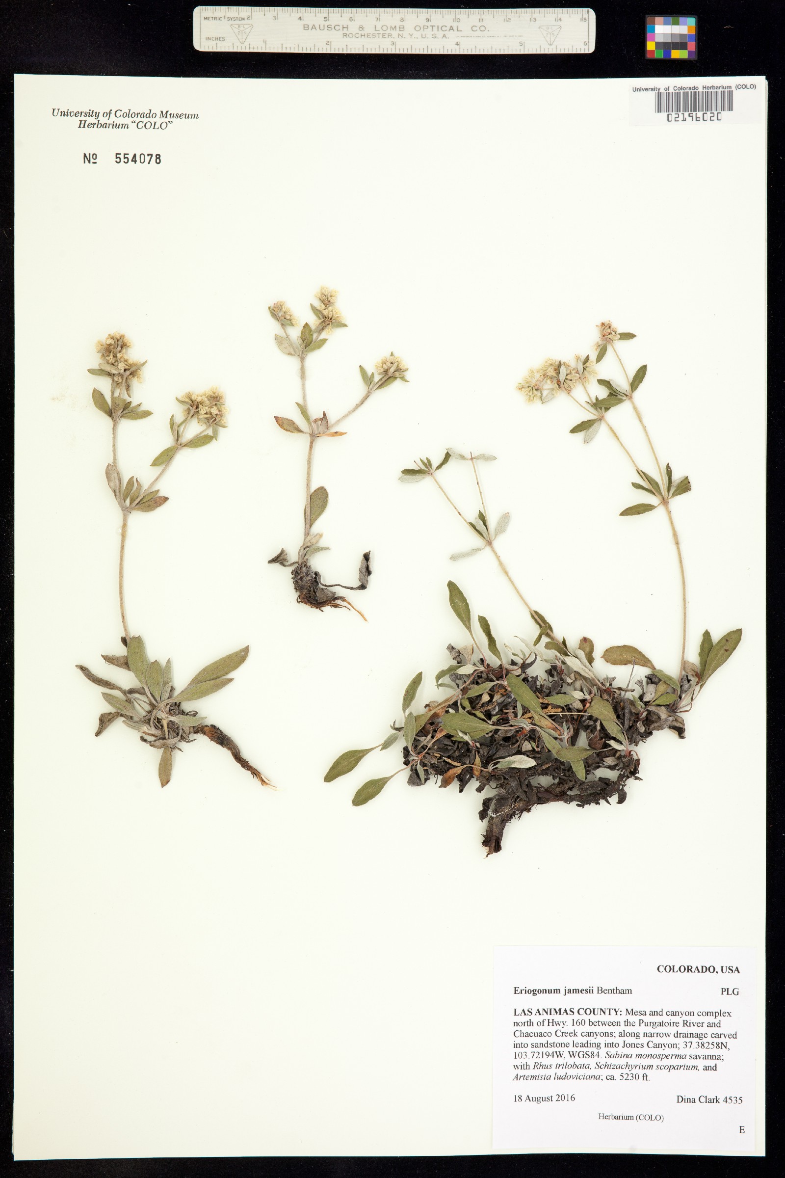 Eriogonum jamesii image