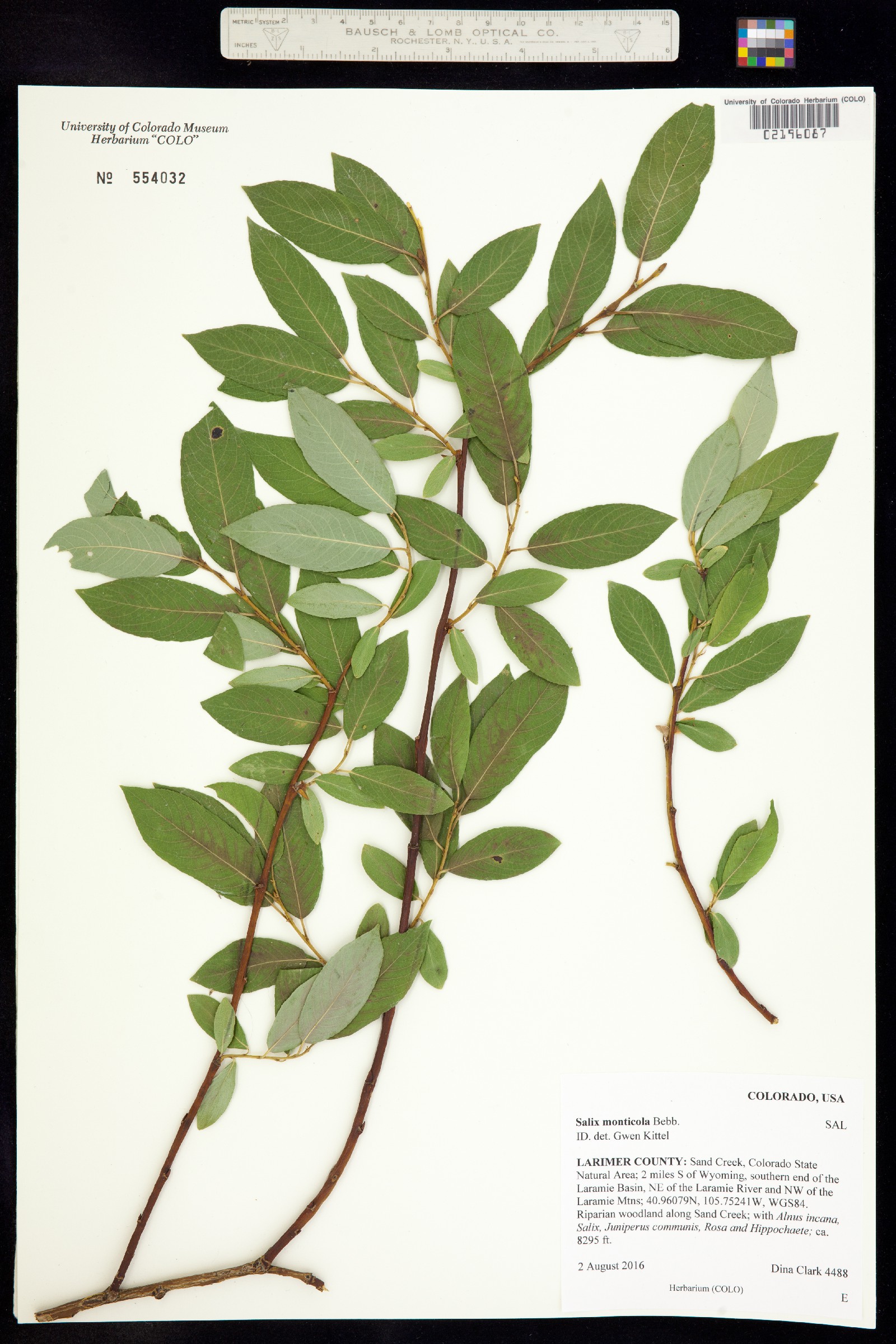 Salix monticola image