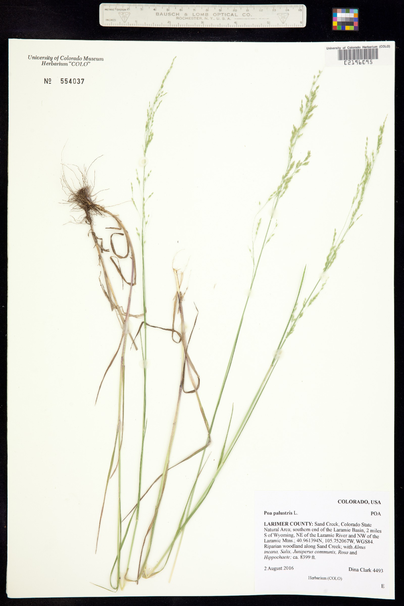 Poa palustris image