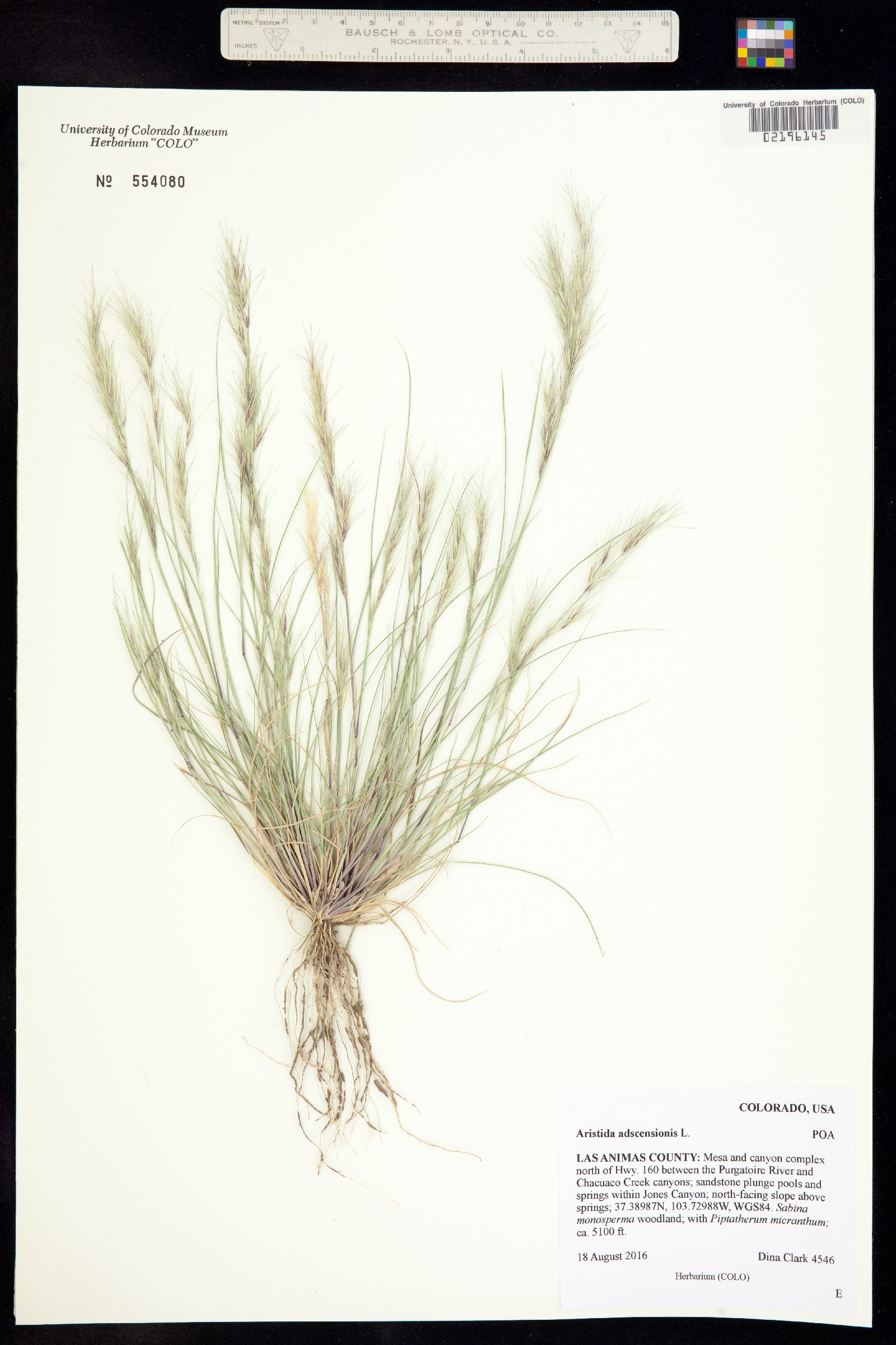 Aristida adscensionis image