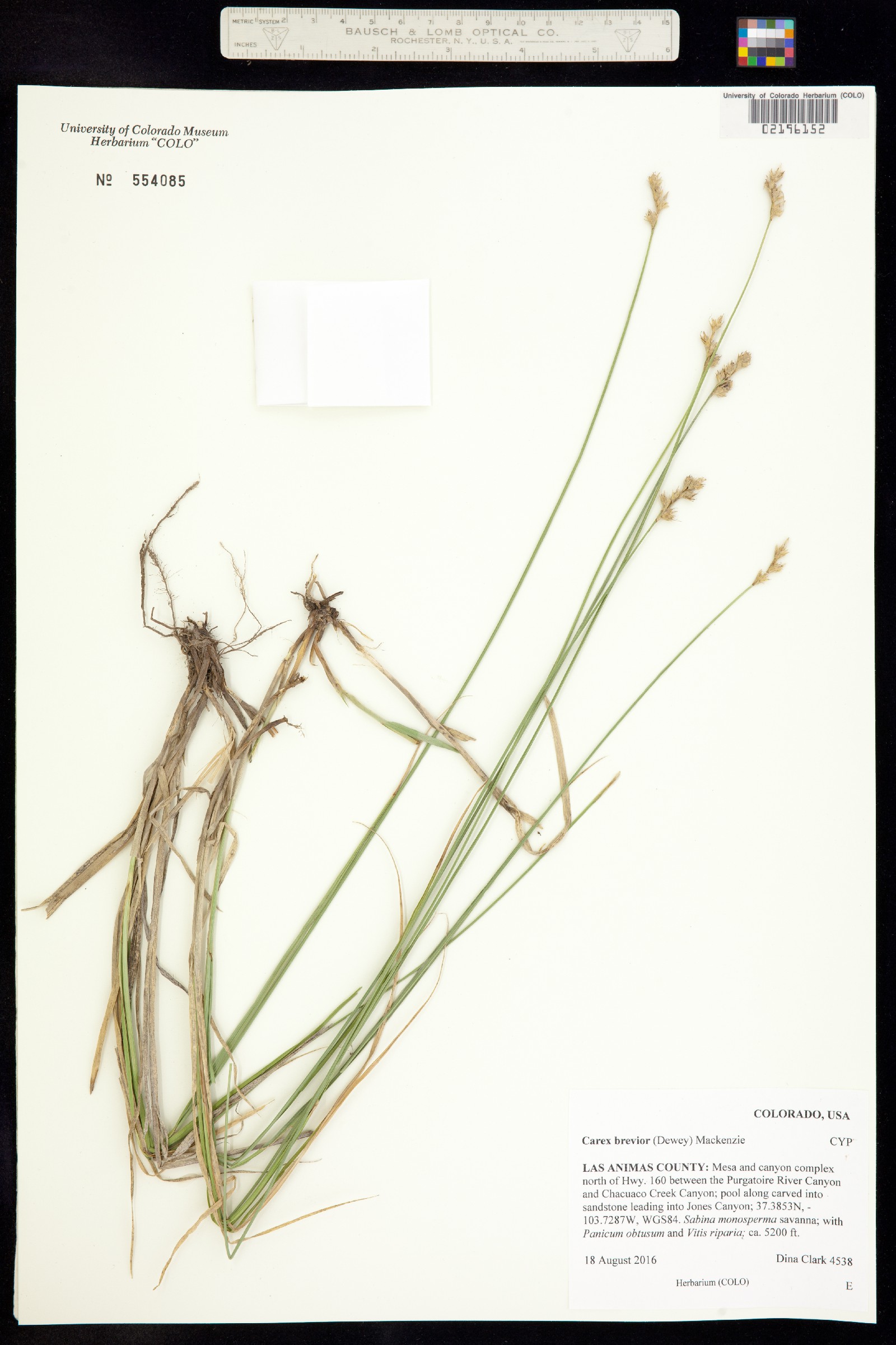 Carex brevior image