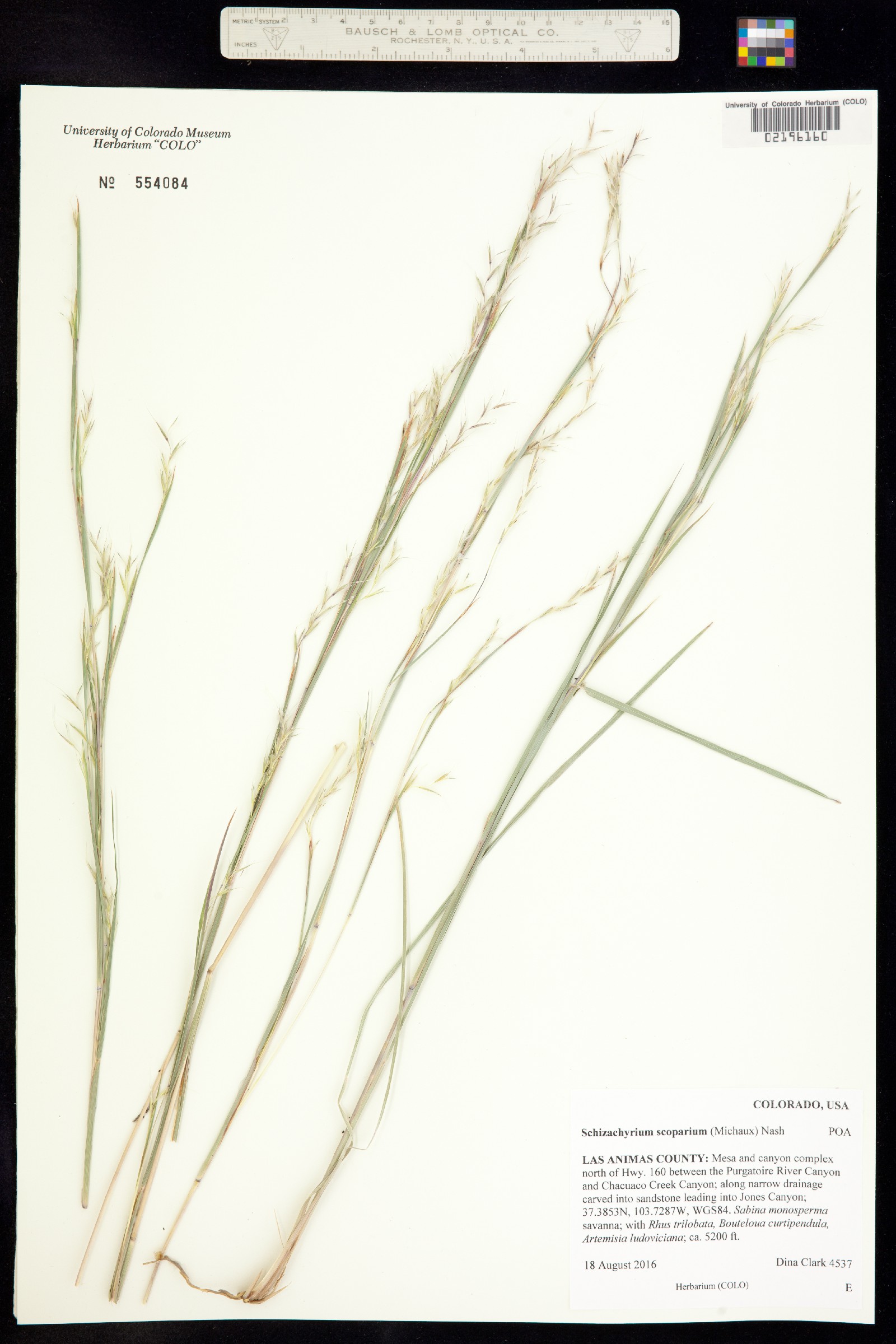 Schizachyrium scoparium image