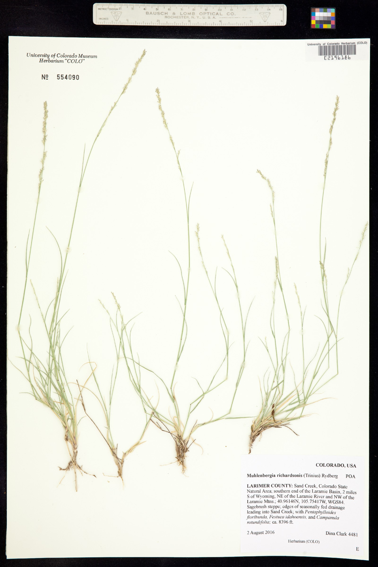 Muhlenbergia richardsonis image