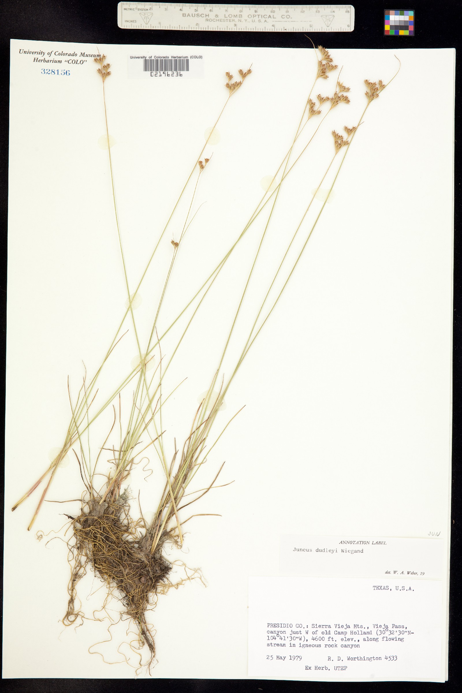 Juncus image