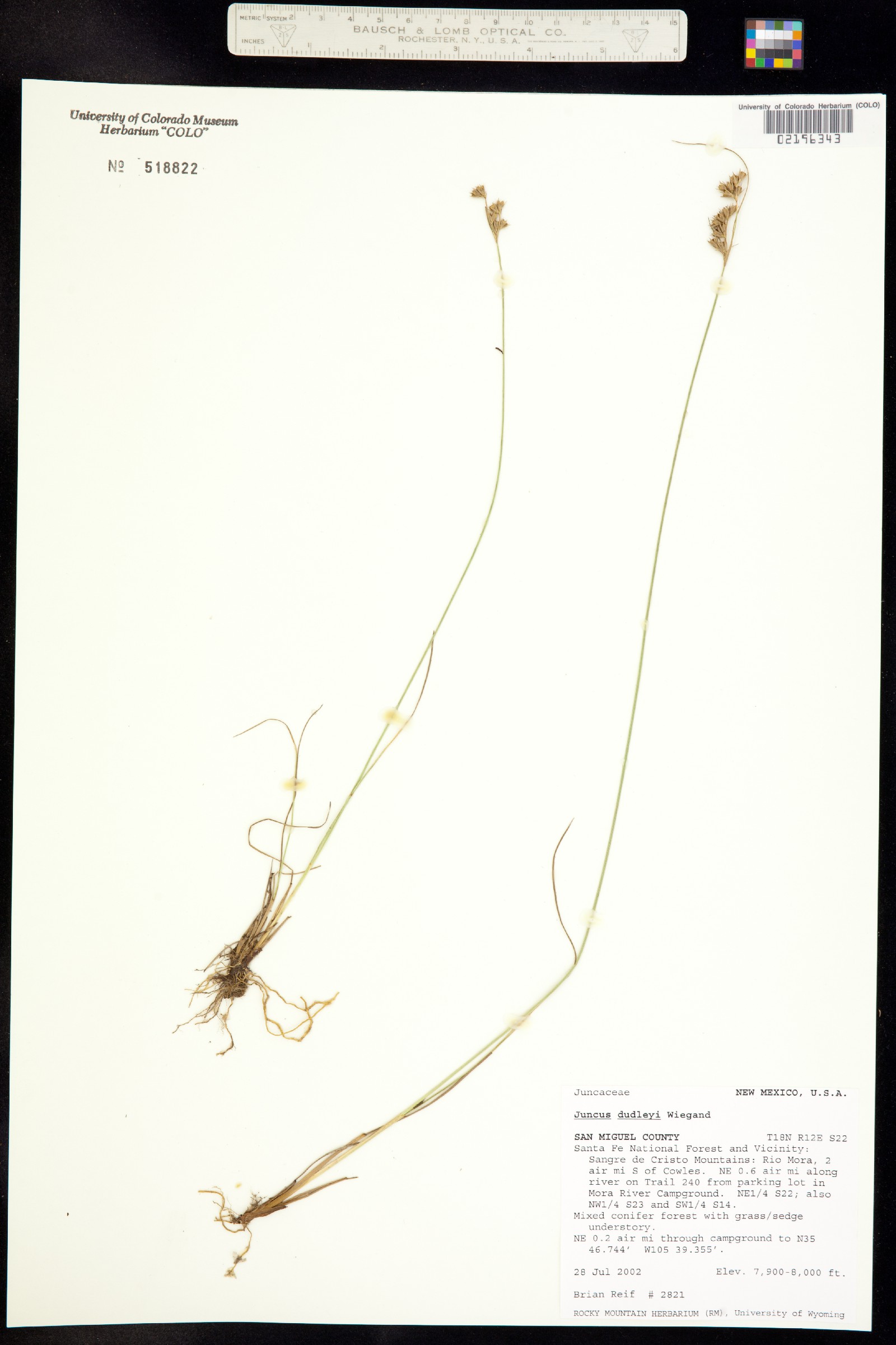 Juncus dudleyi image
