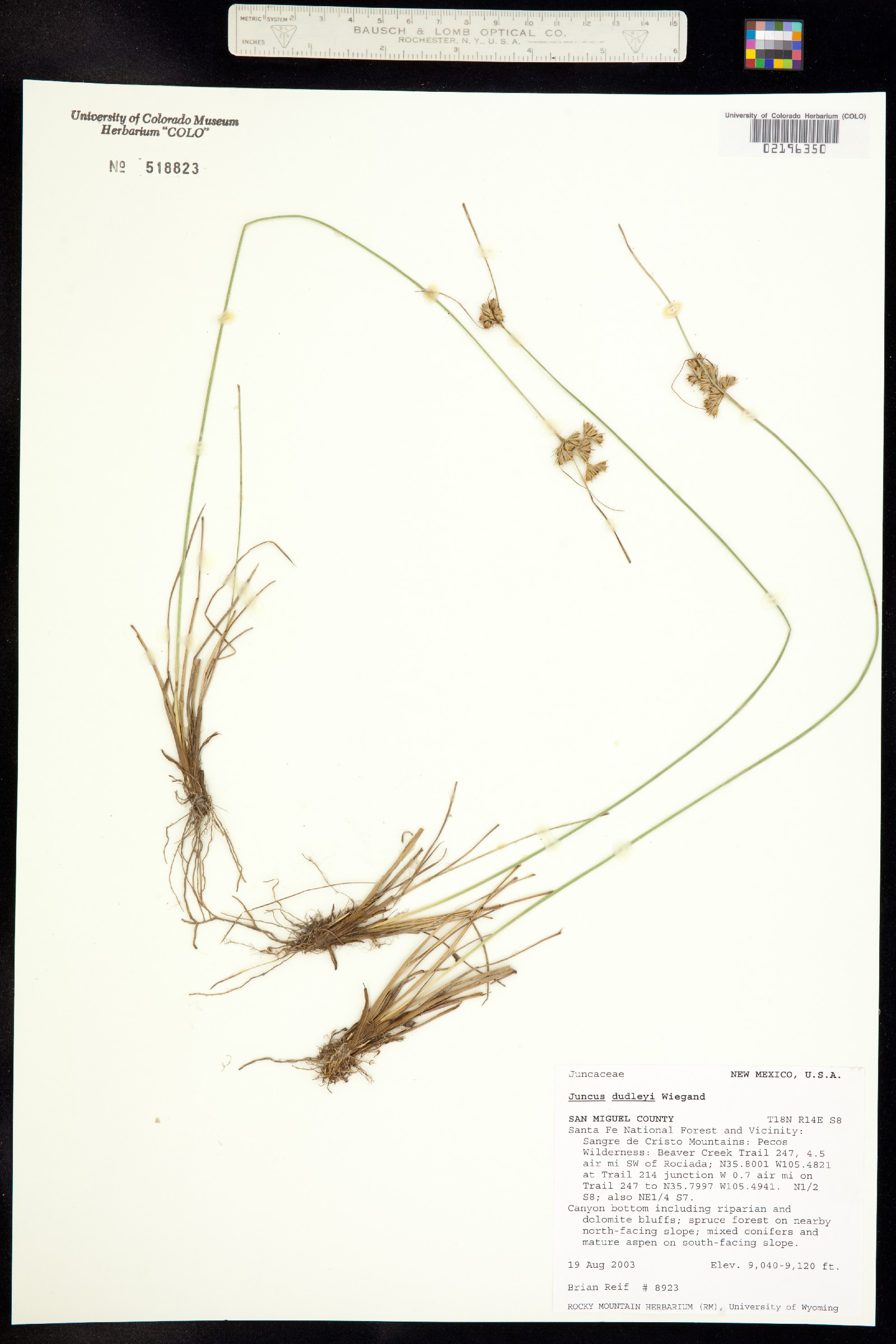 Juncus dudleyi image