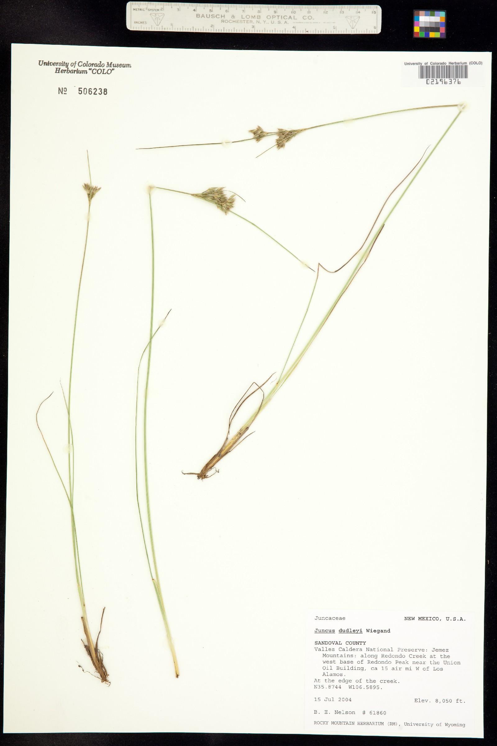 Juncus dudleyi image