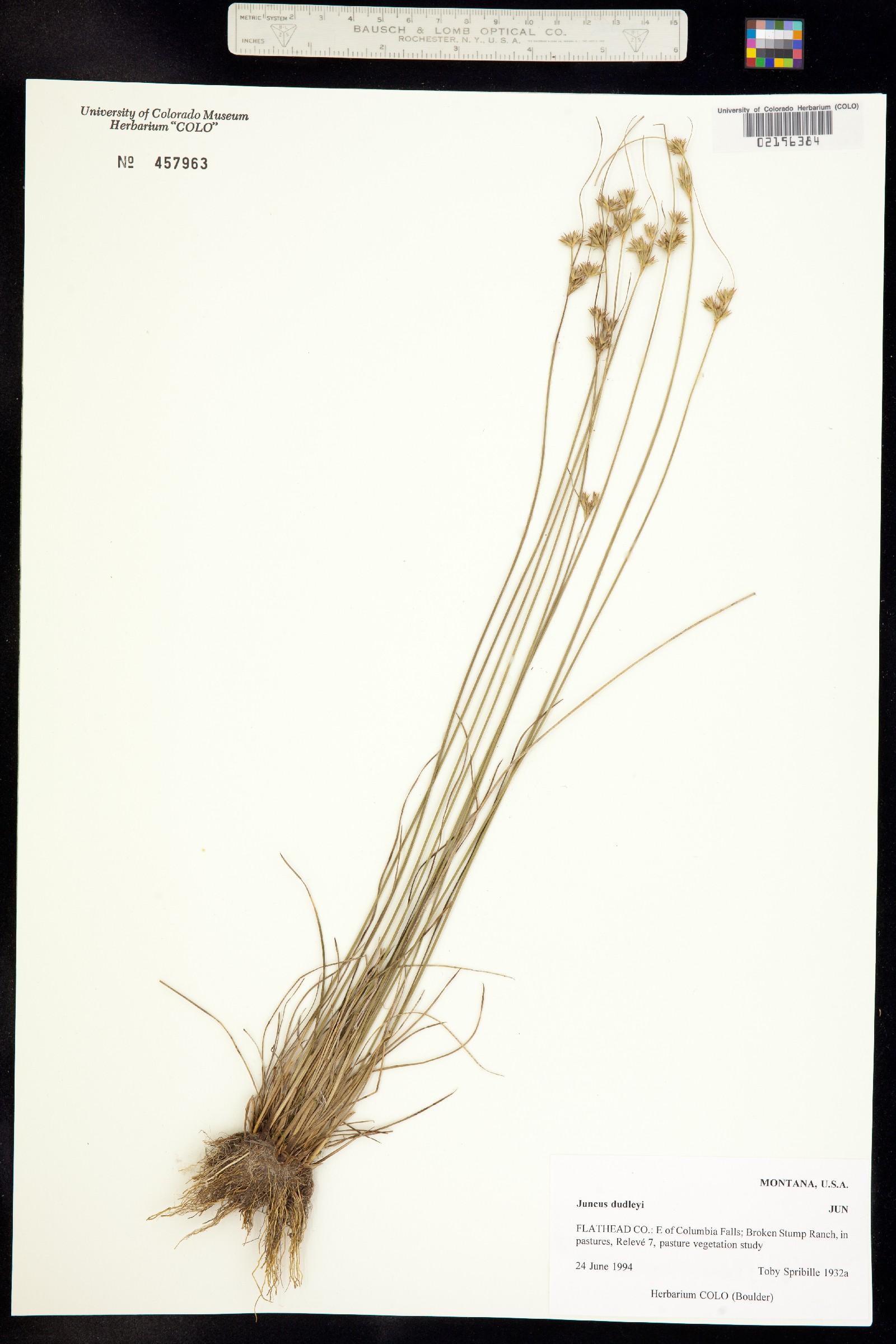 Juncus dudleyi image