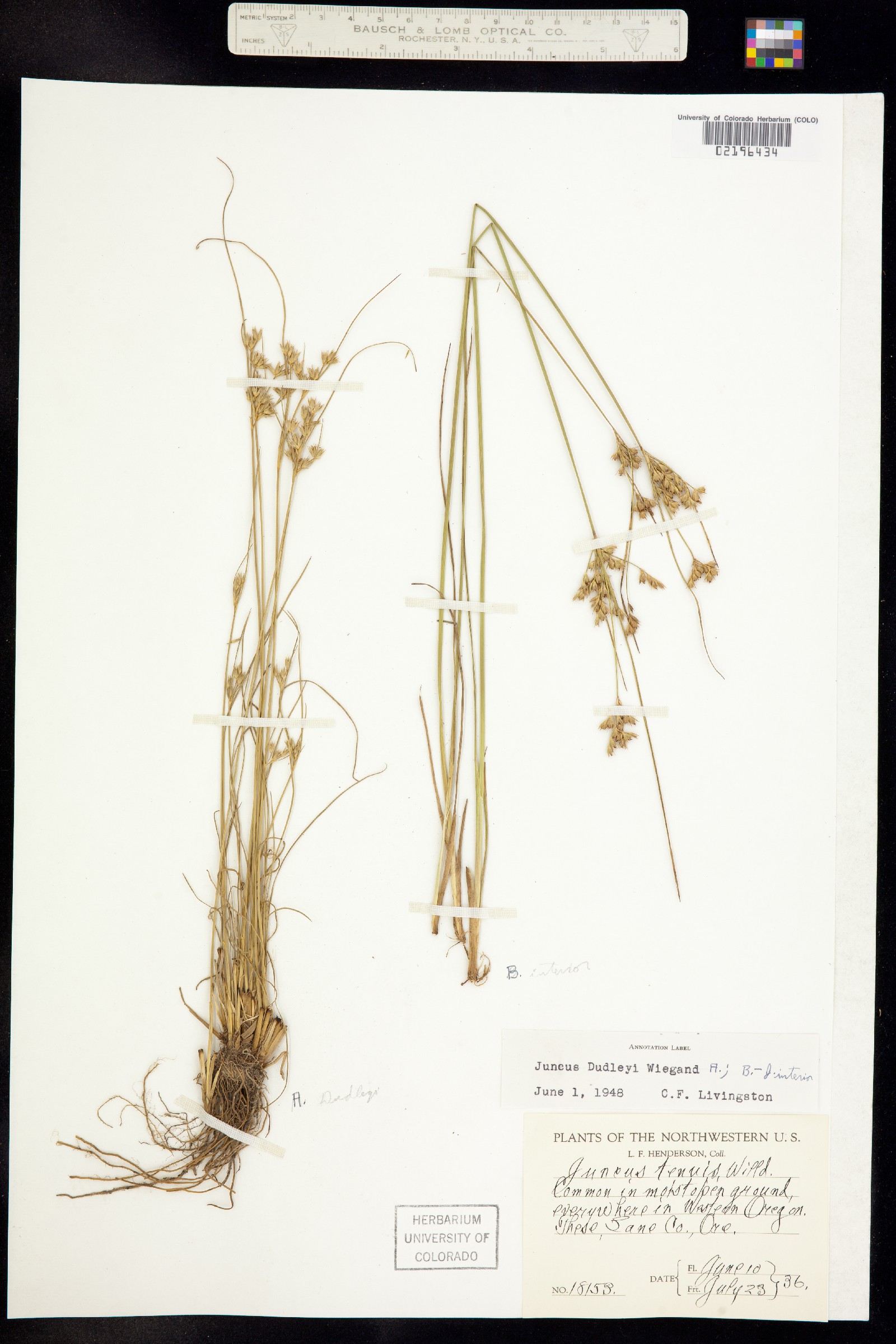 Juncus dudleyi image