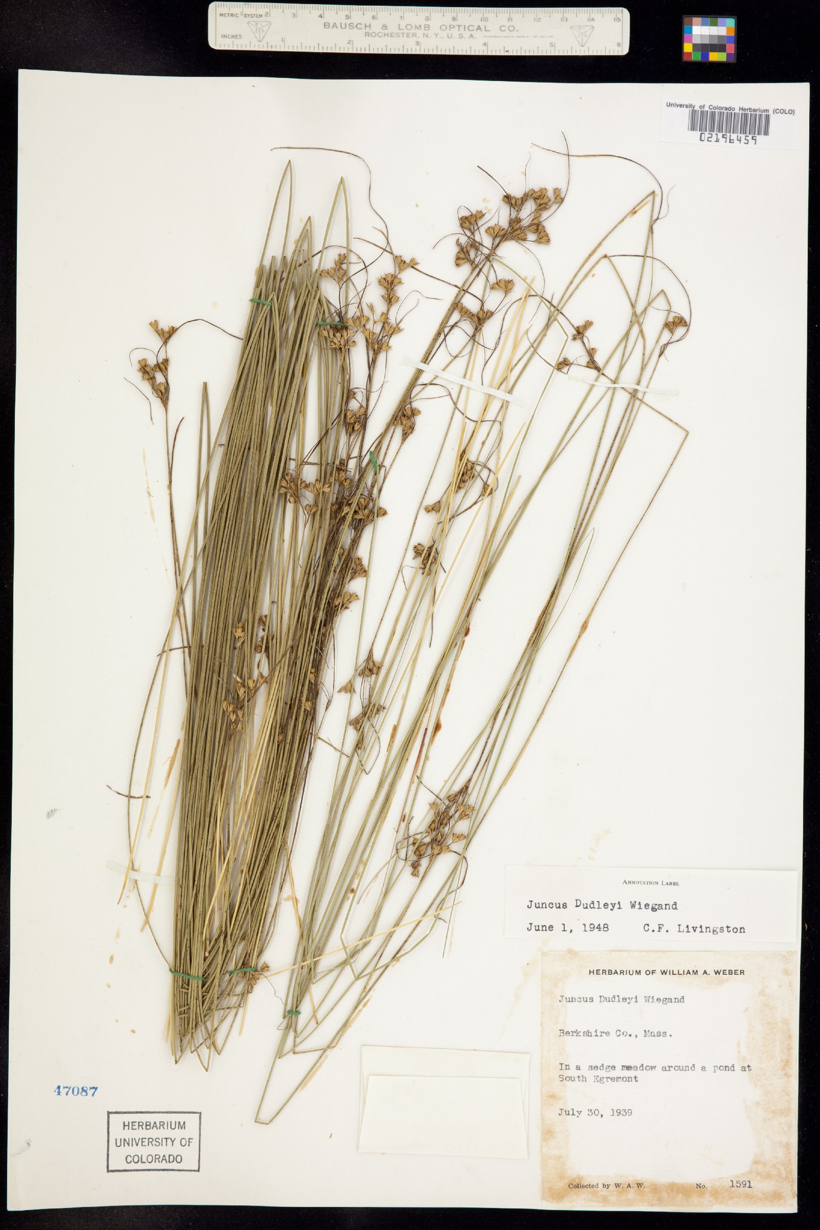 Juncus dudleyi image