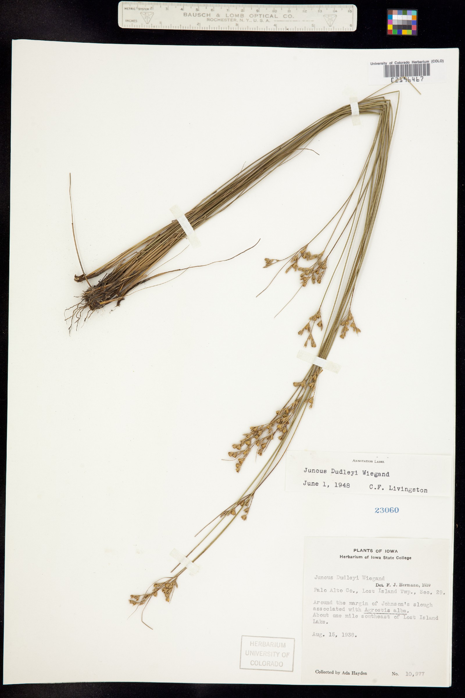 Juncus dudleyi image