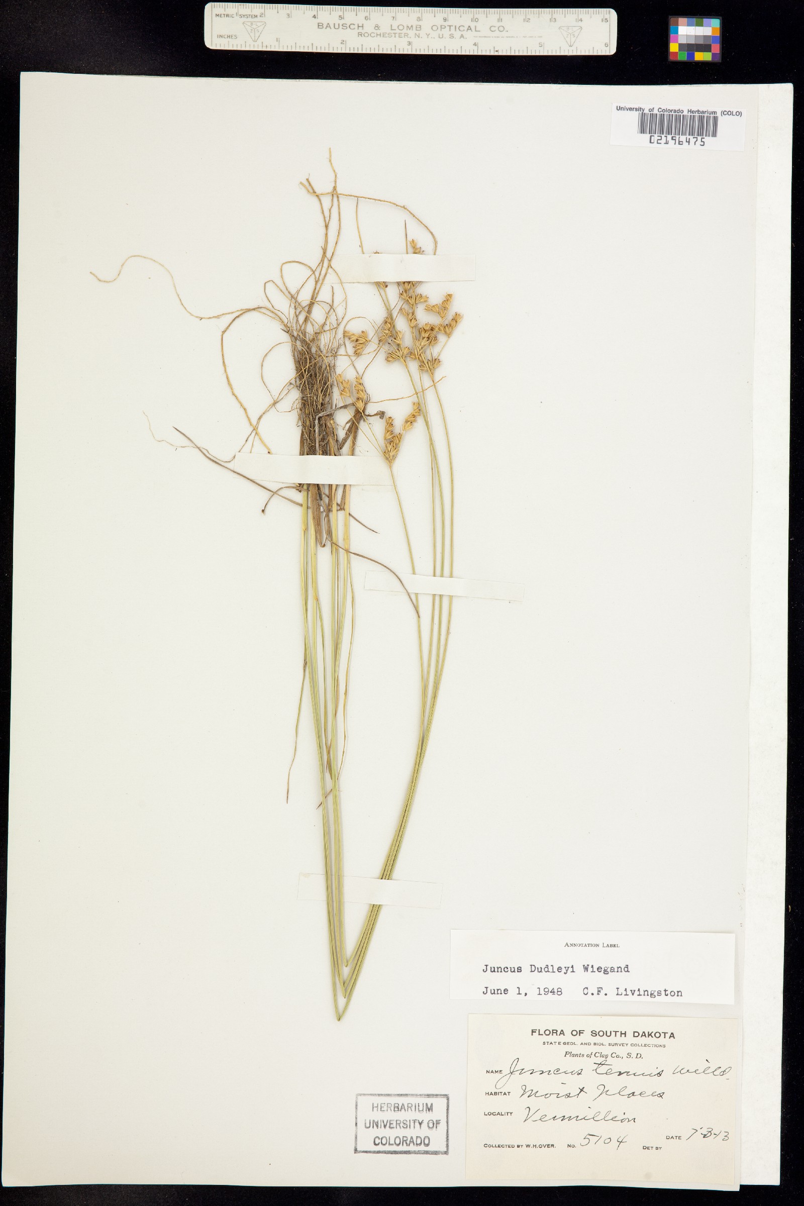 Juncus dudleyi image