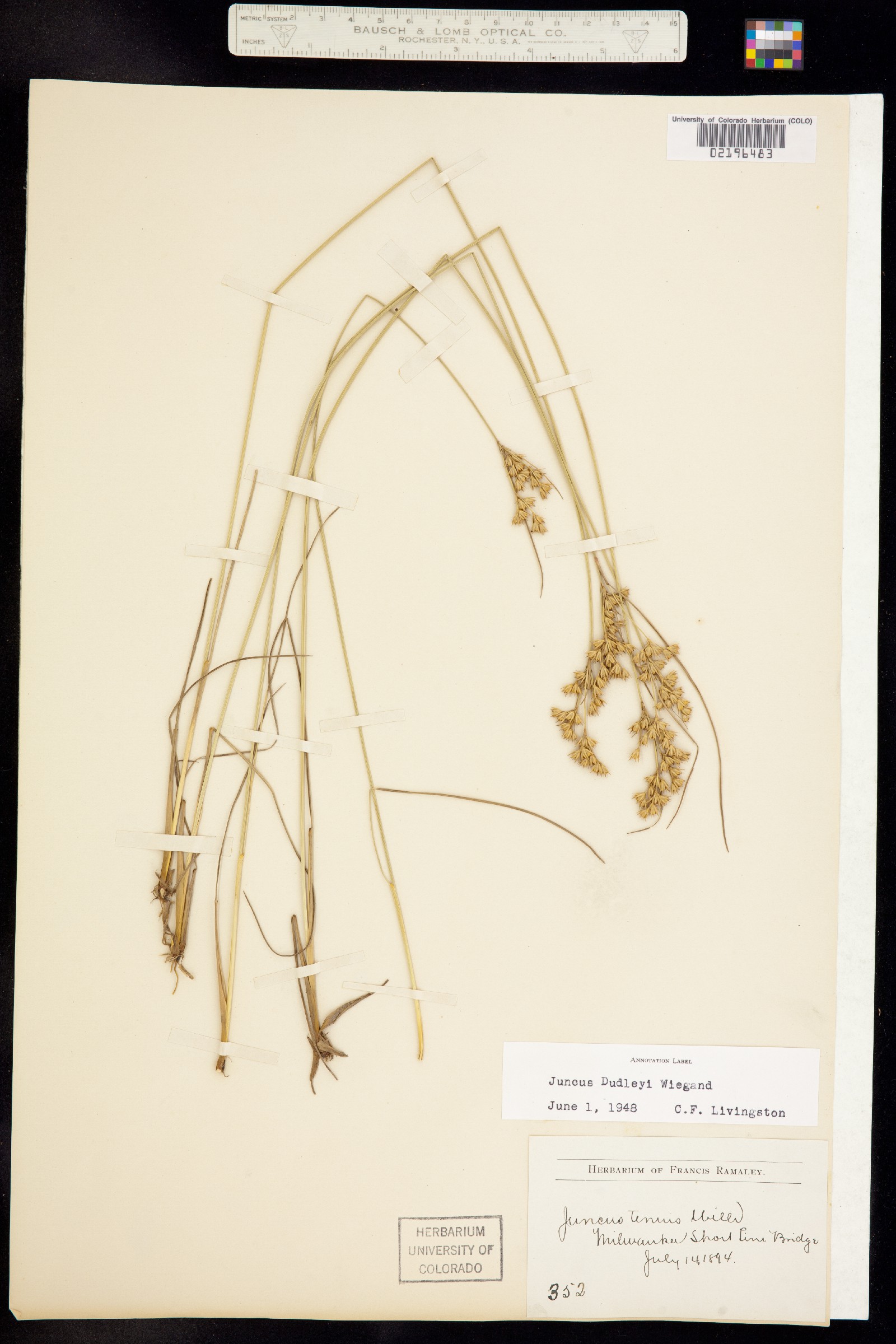 Juncus dudleyi image