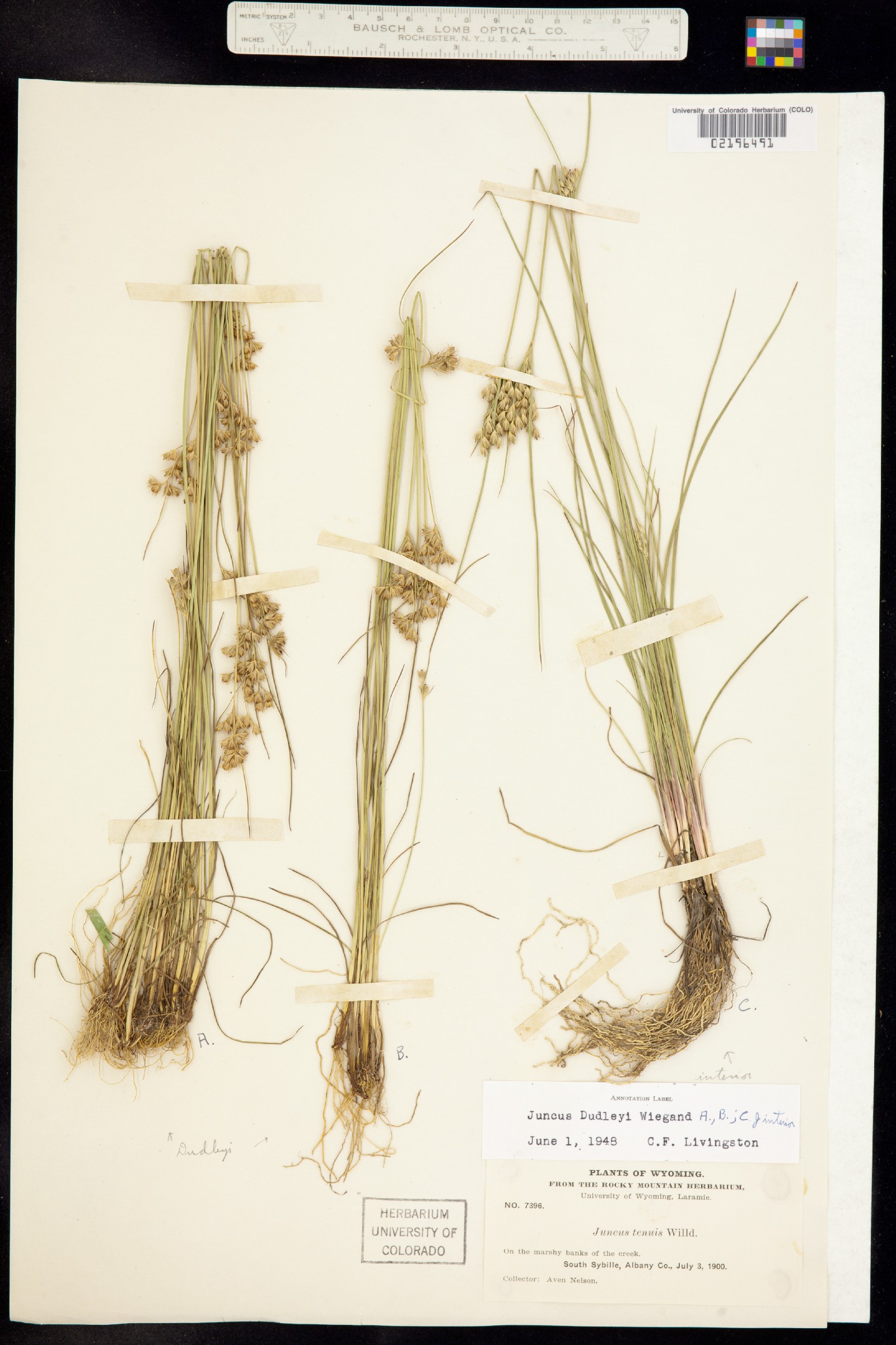 Juncus dudleyi image