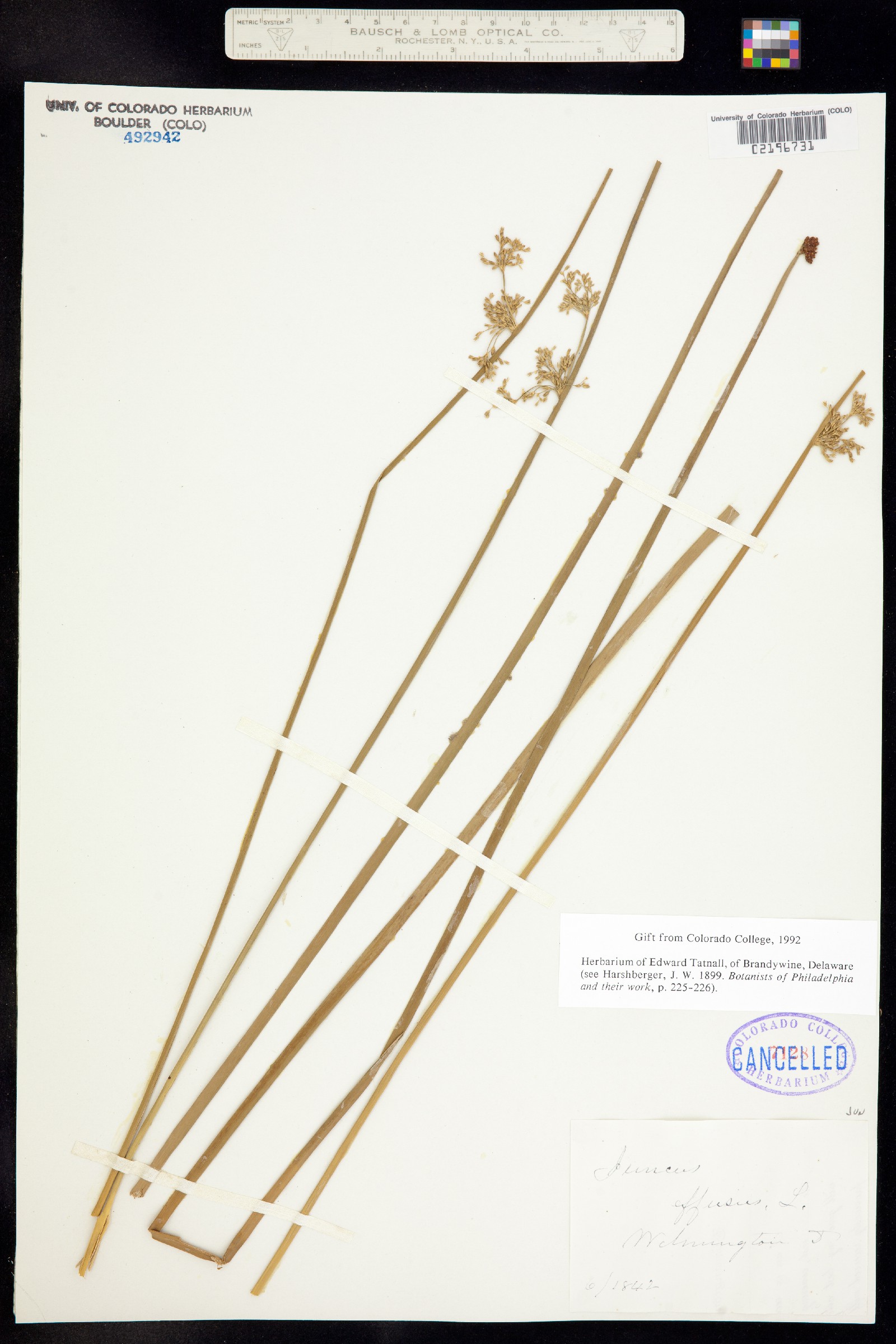 Juncus effusus image