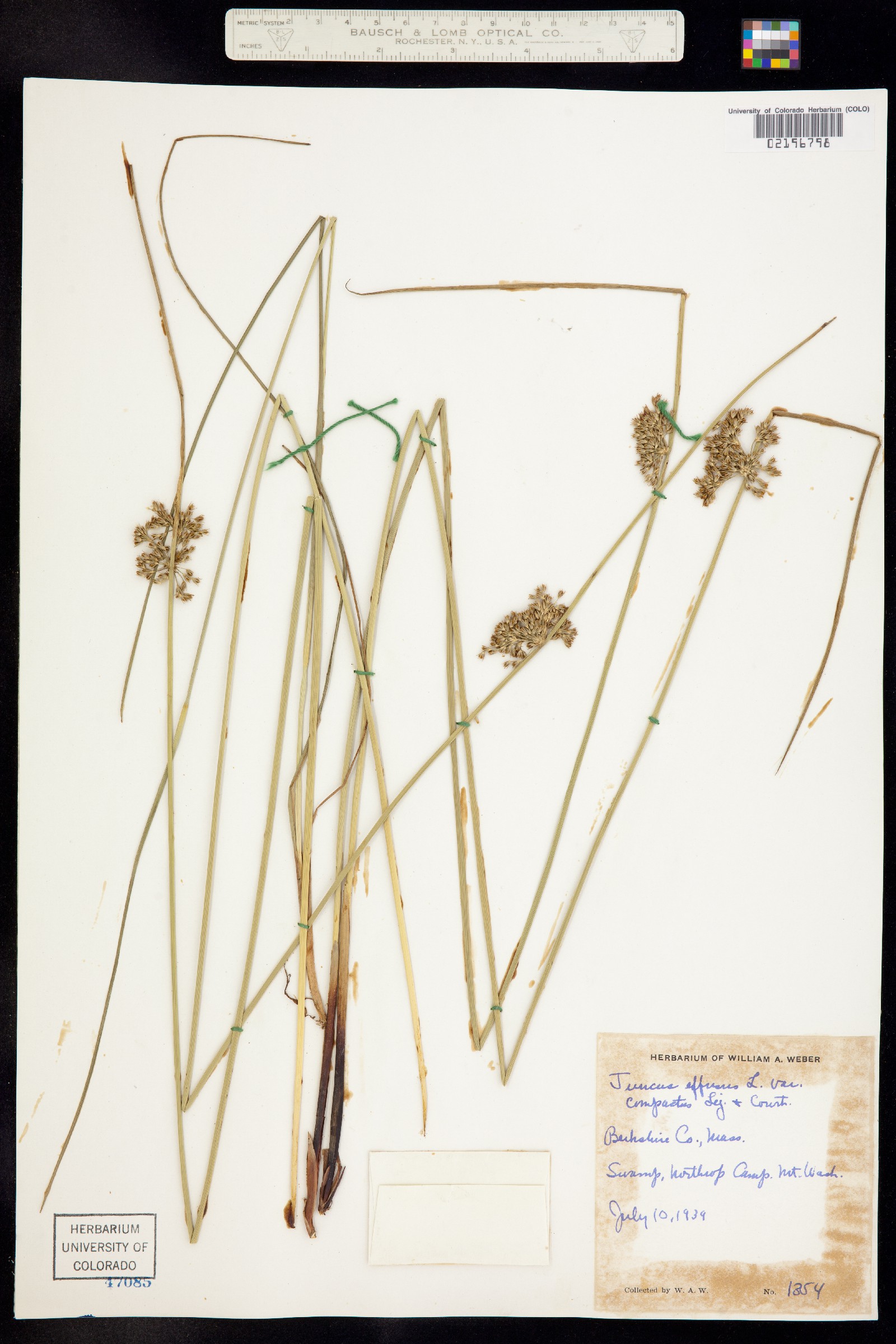 Juncus effusus image