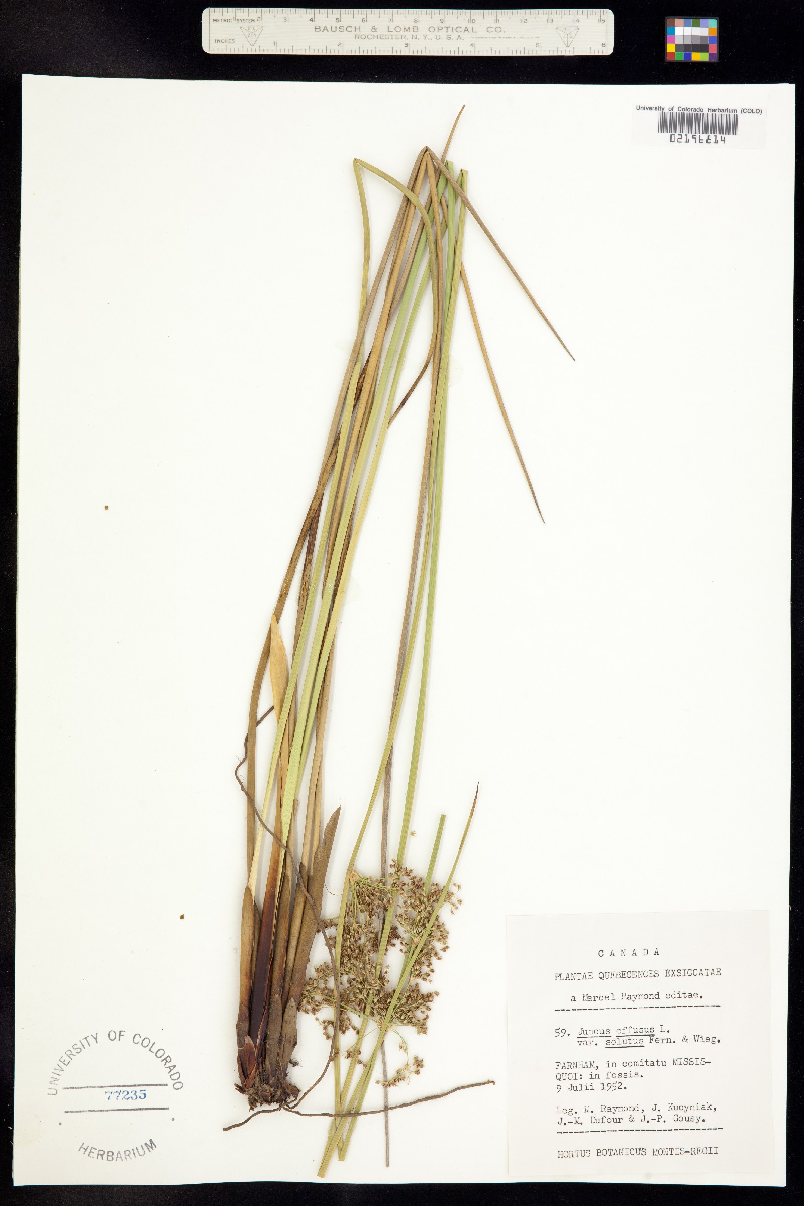 Juncus effusus image