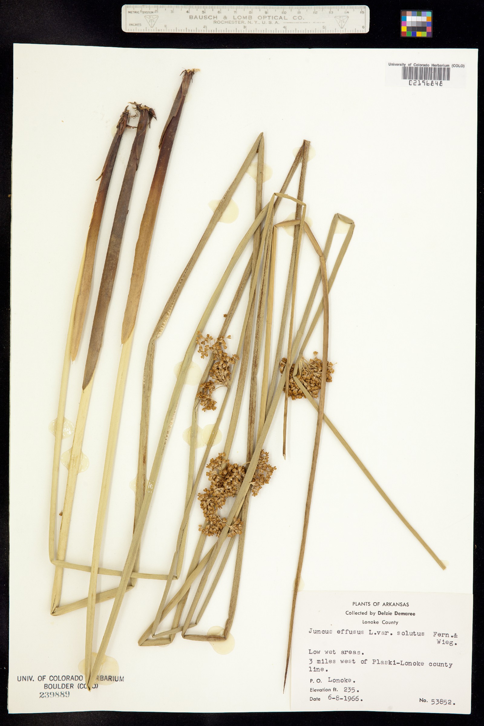 Juncus effusus image