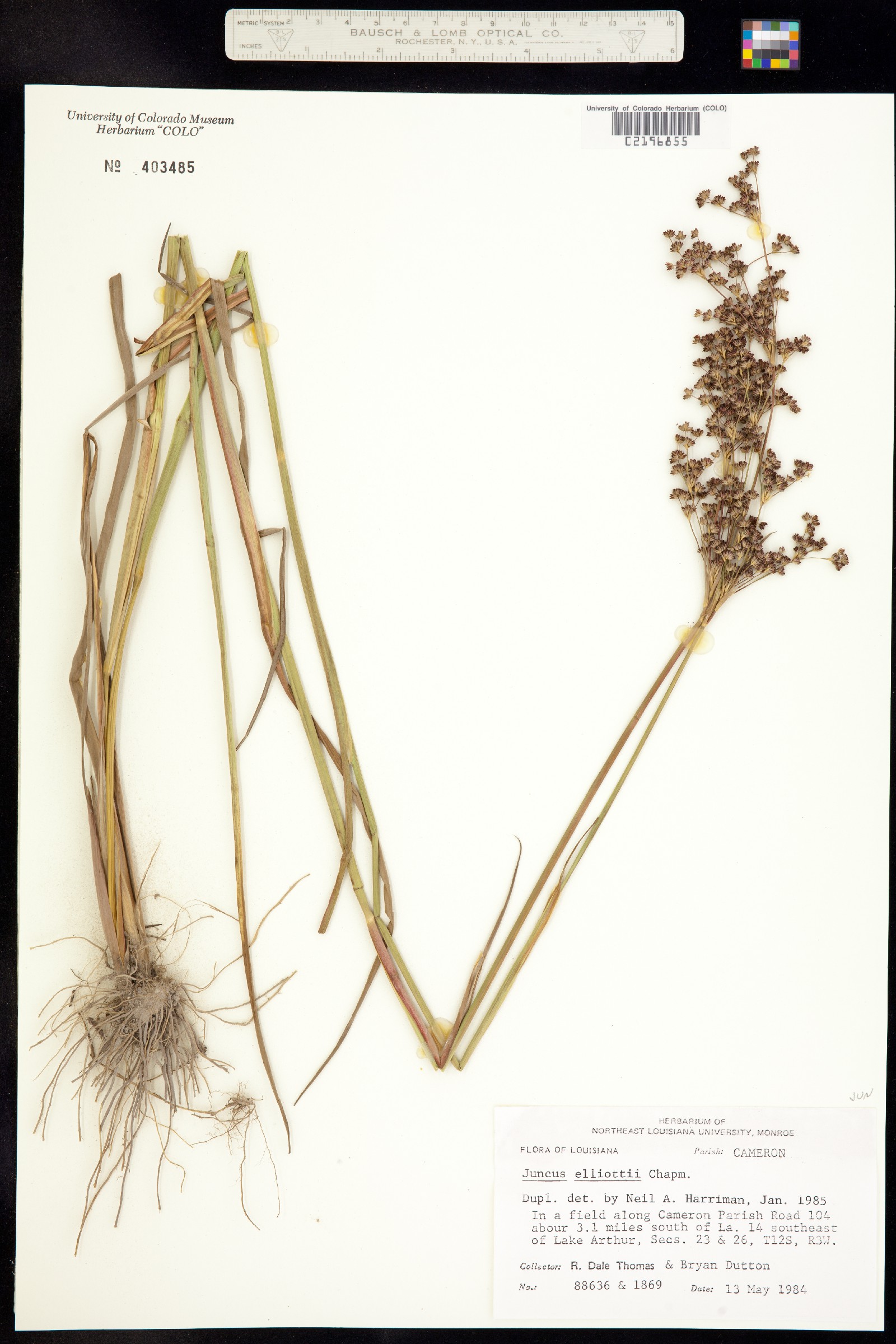 Juncus elliottii image