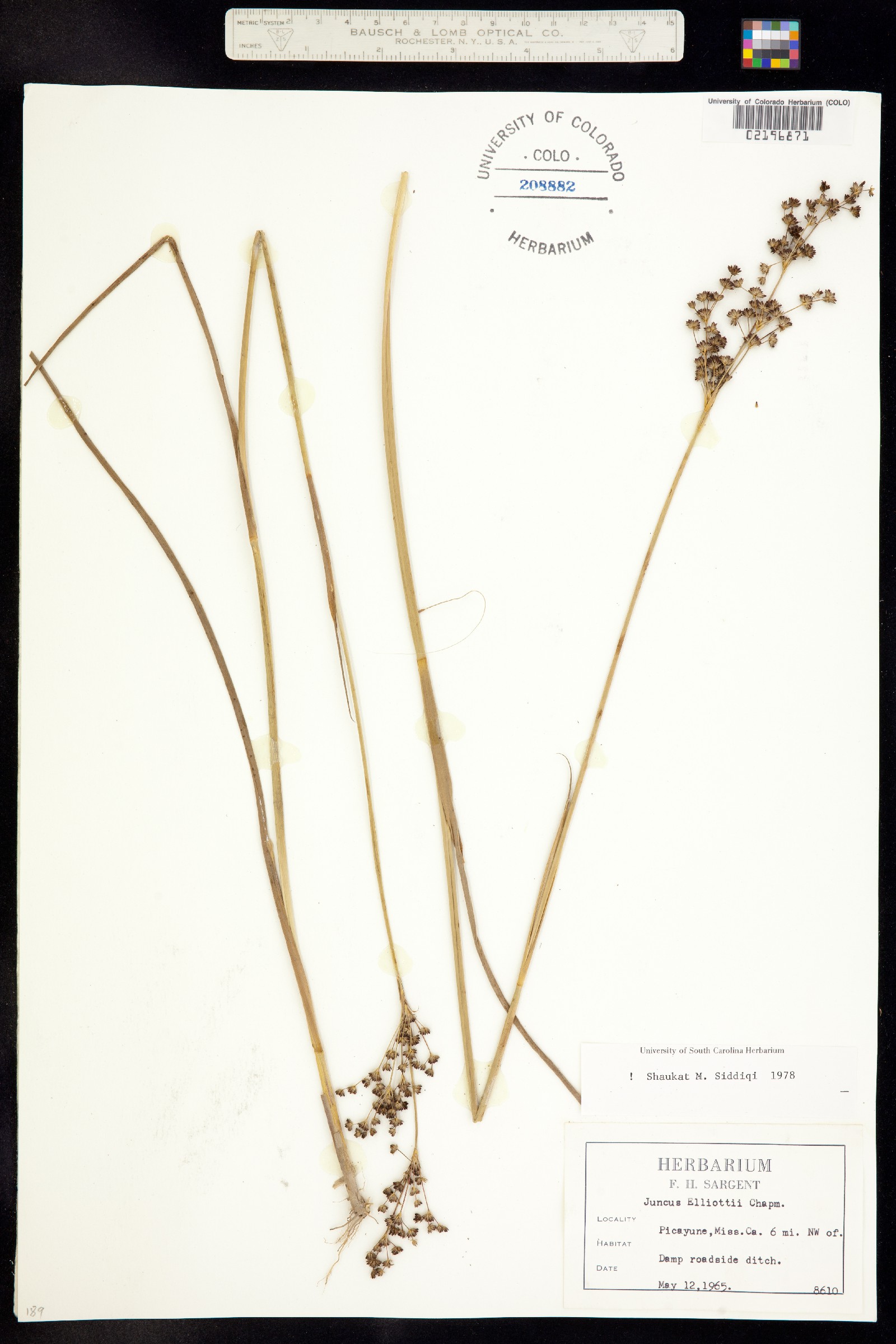 Juncus elliottii image