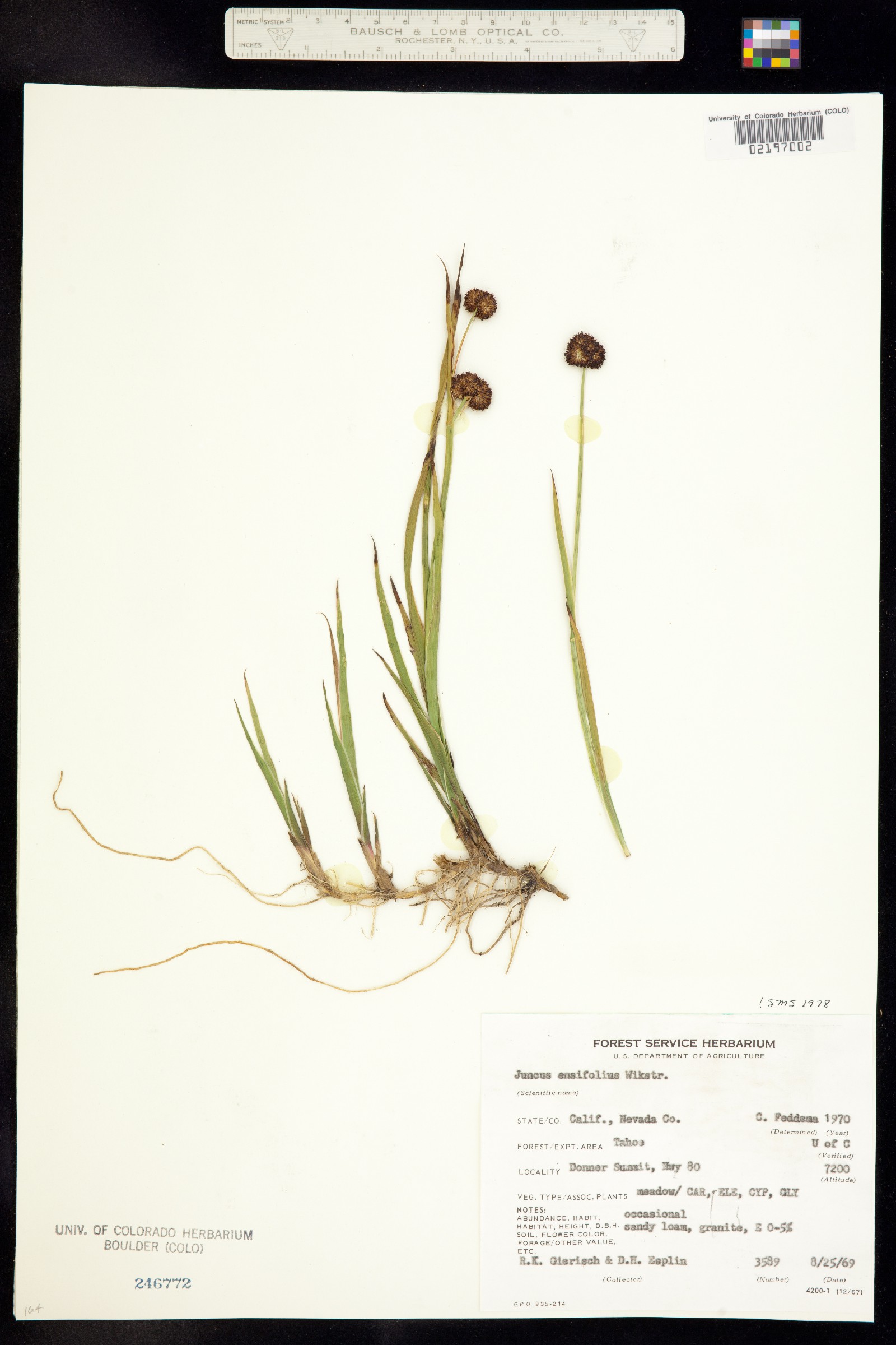Juncus ensifolius image