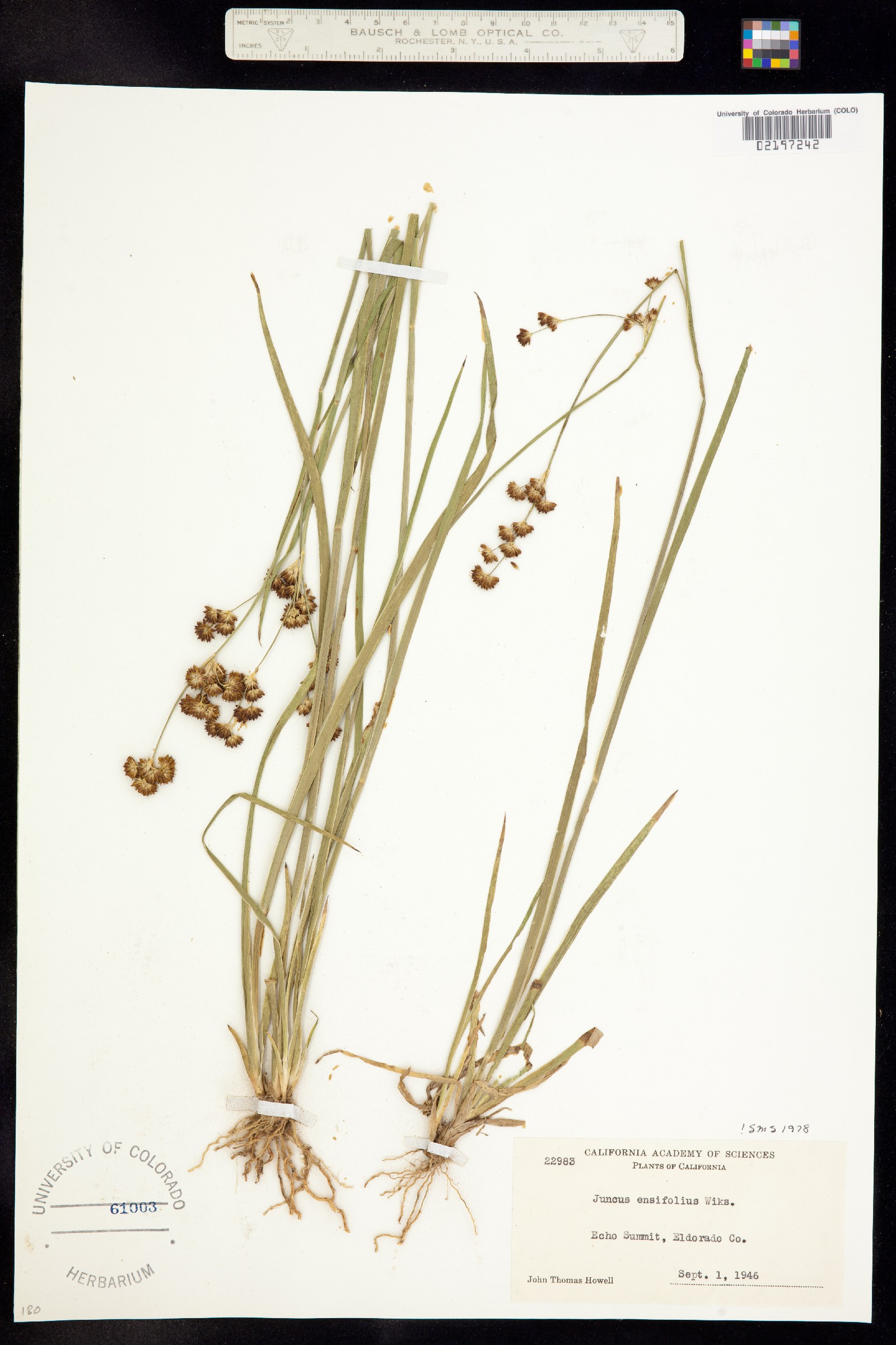 Juncus ensifolius image
