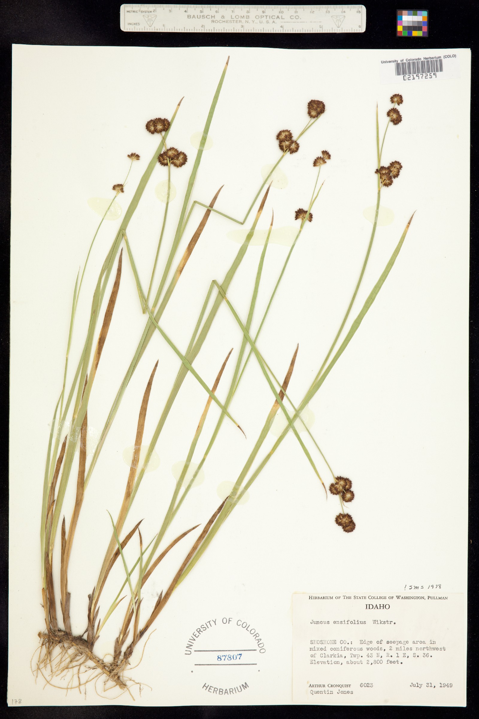 Juncus ensifolius image