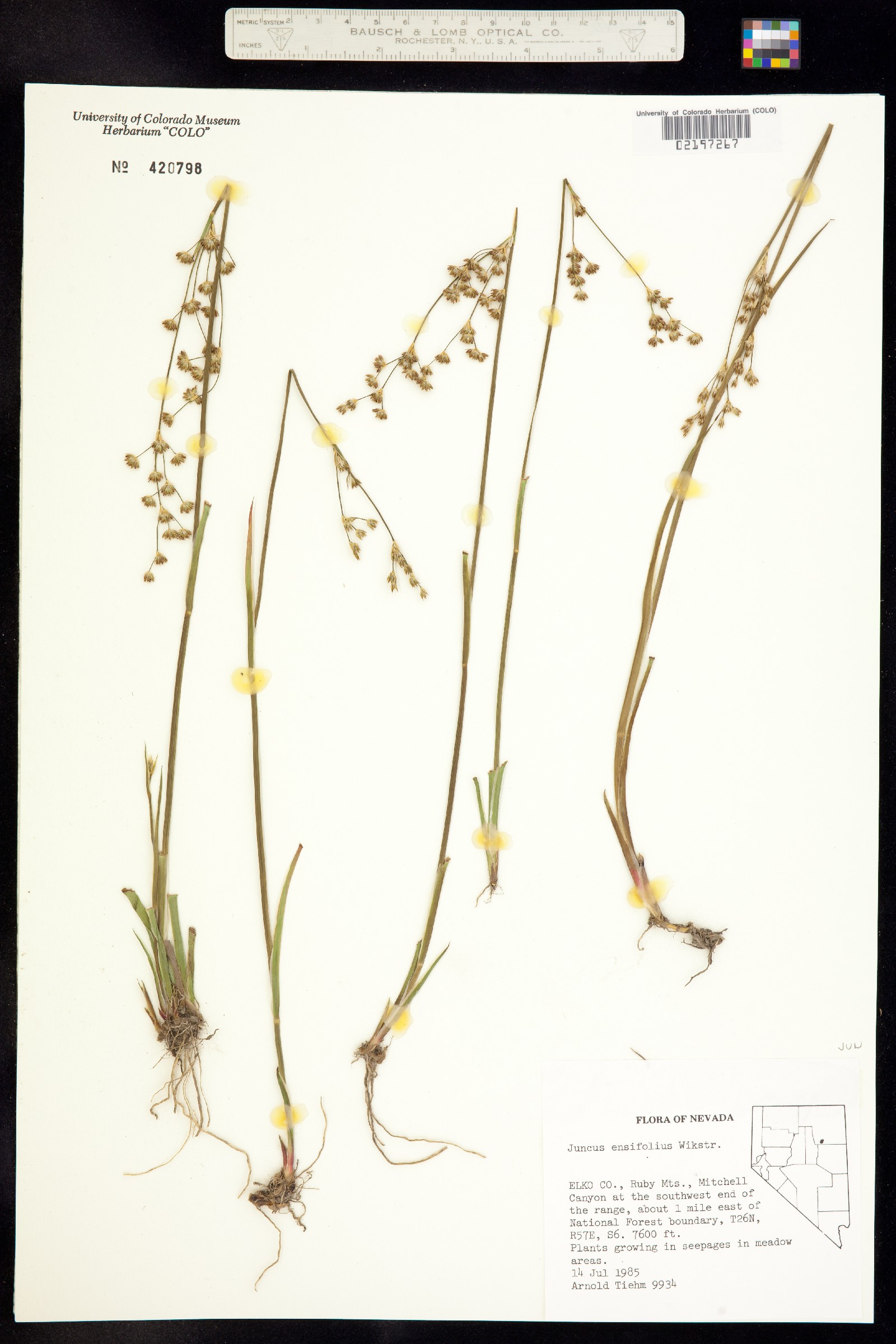 Juncus ensifolius image