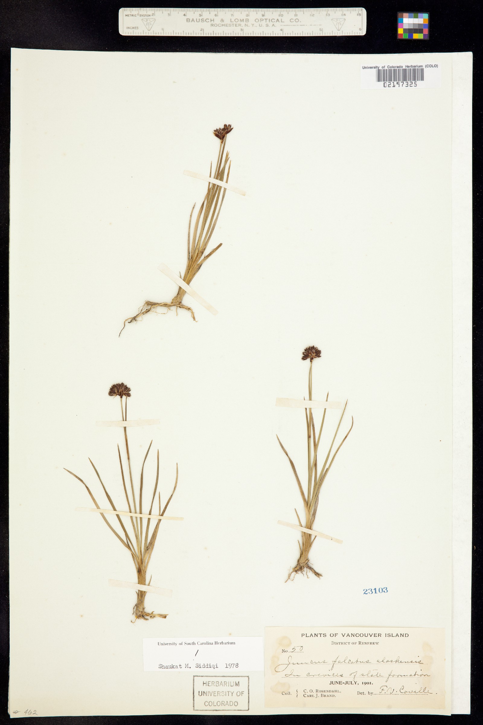 Juncus falcatus image