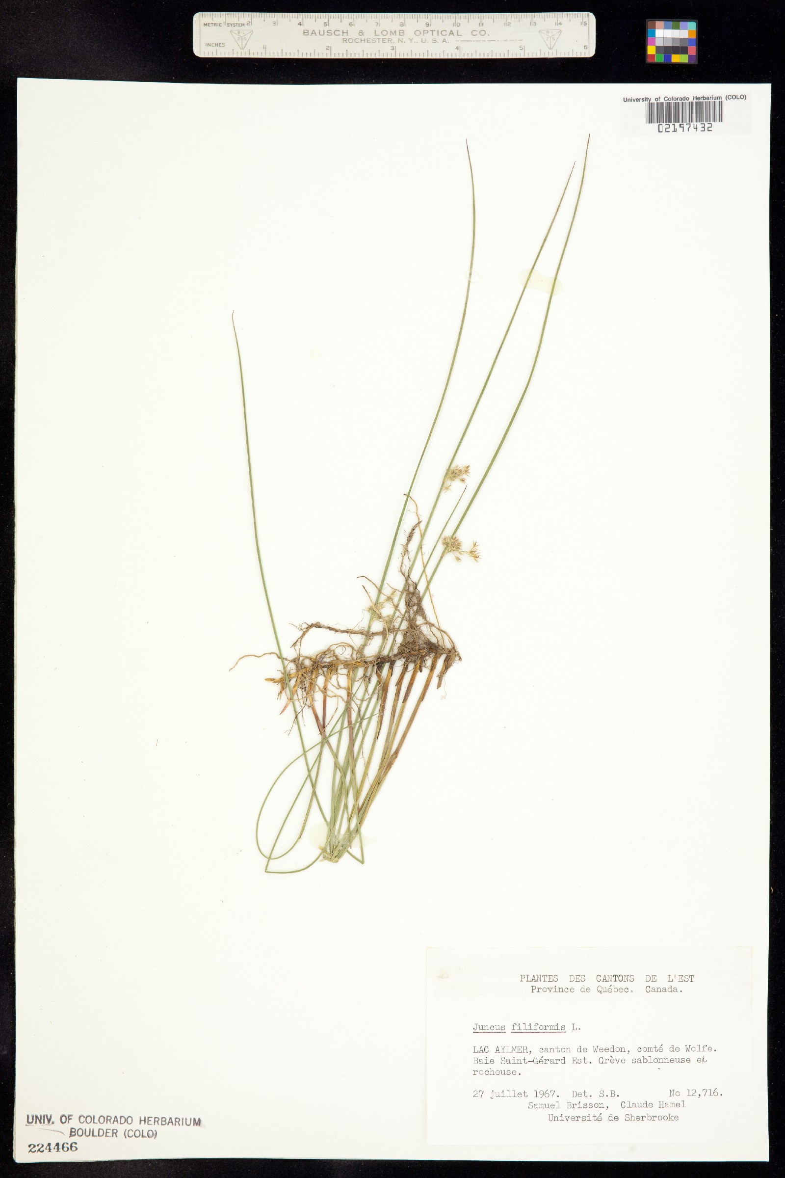 Juncus falcatus image
