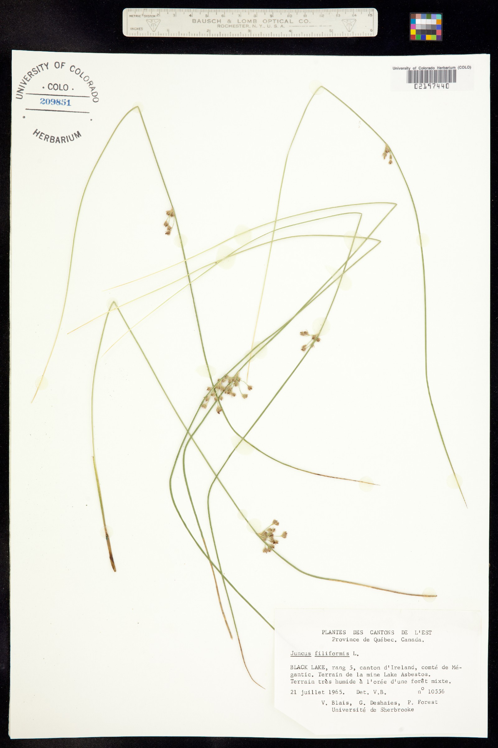 Juncus falcatus image
