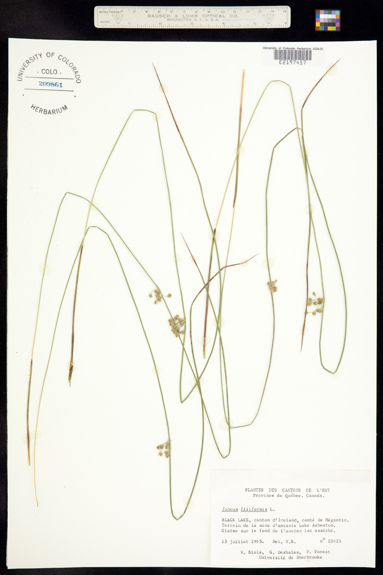 Juncus falcatus image