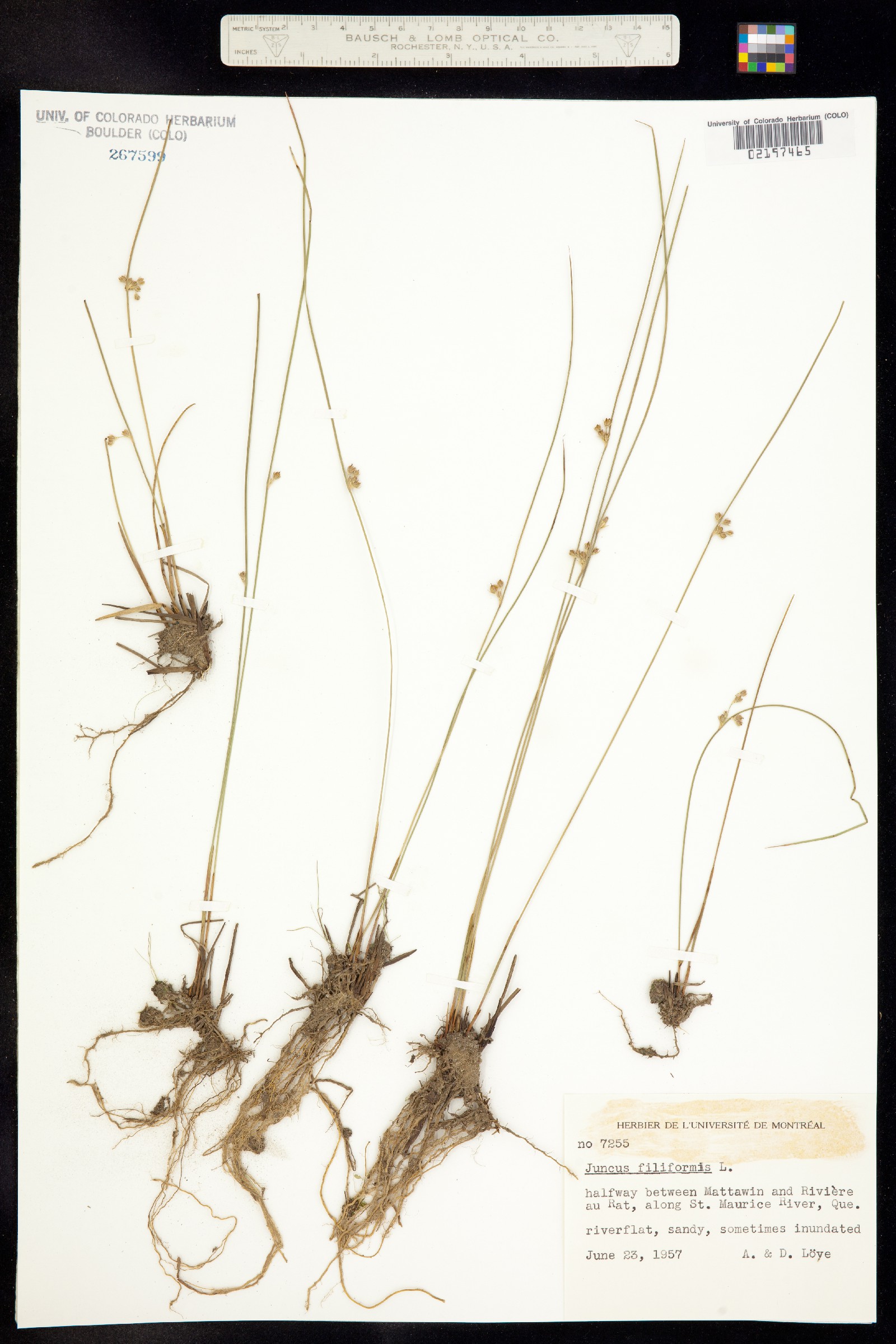 Juncus falcatus image