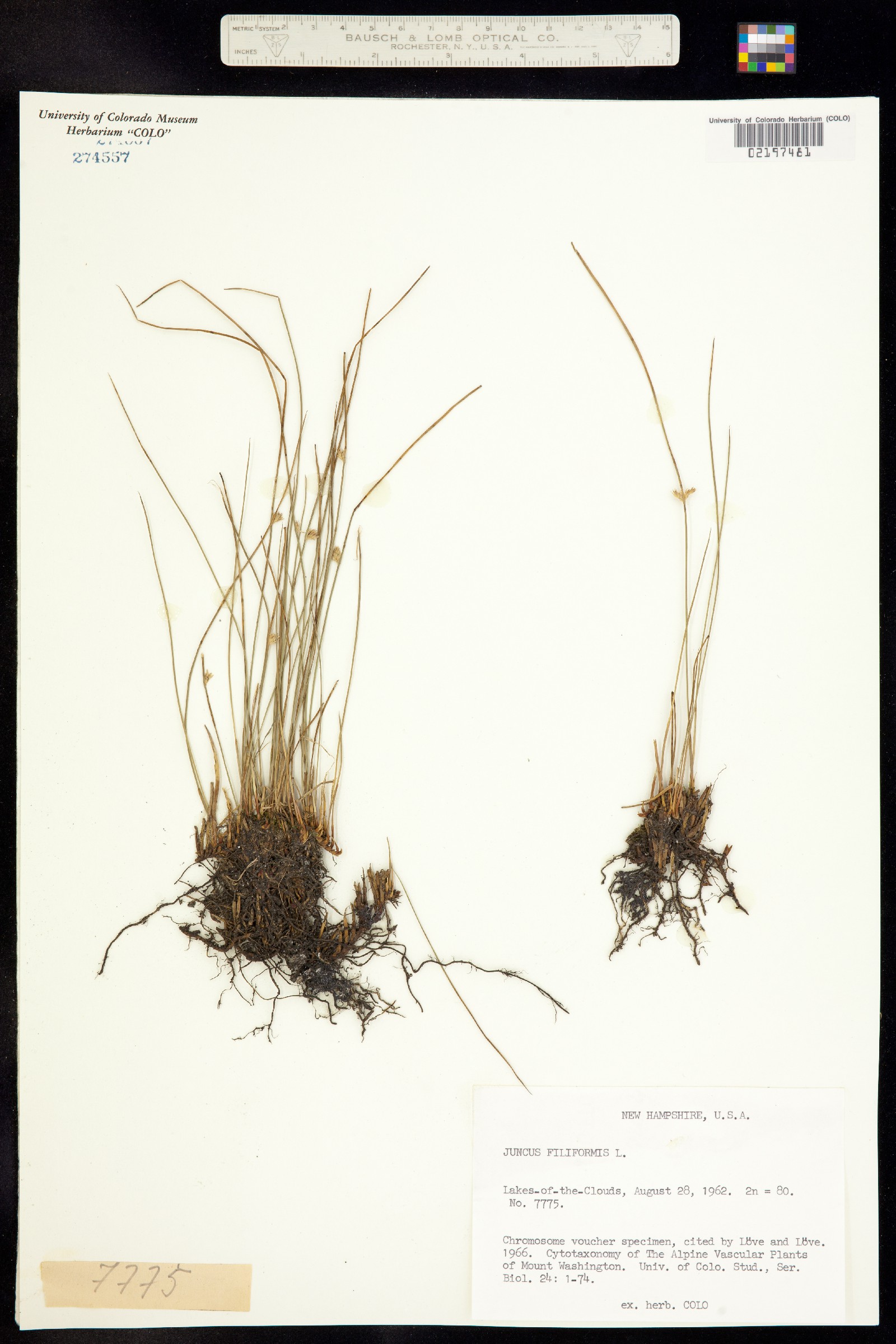 Juncus falcatus image