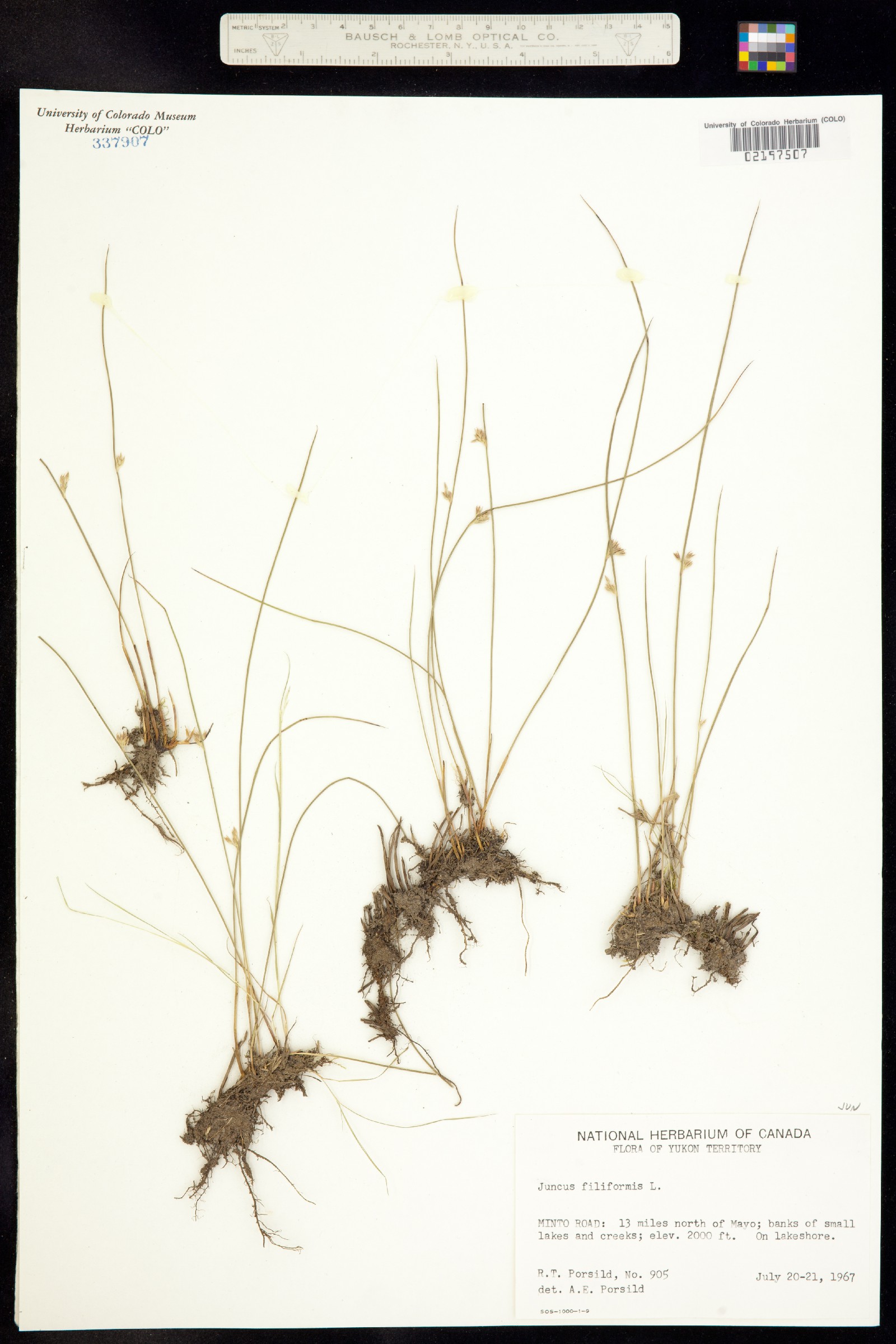 Juncus falcatus image