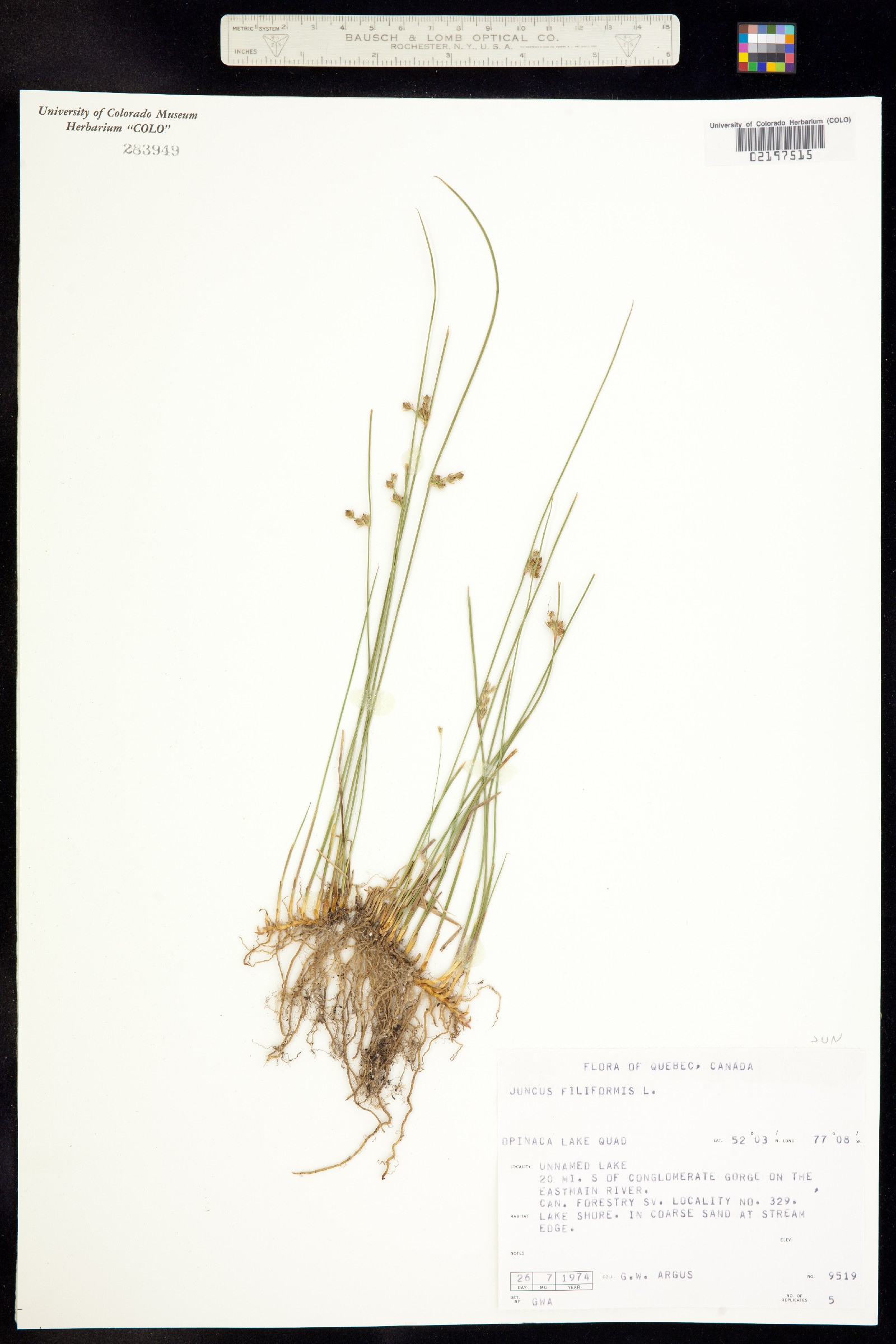 Juncus falcatus image