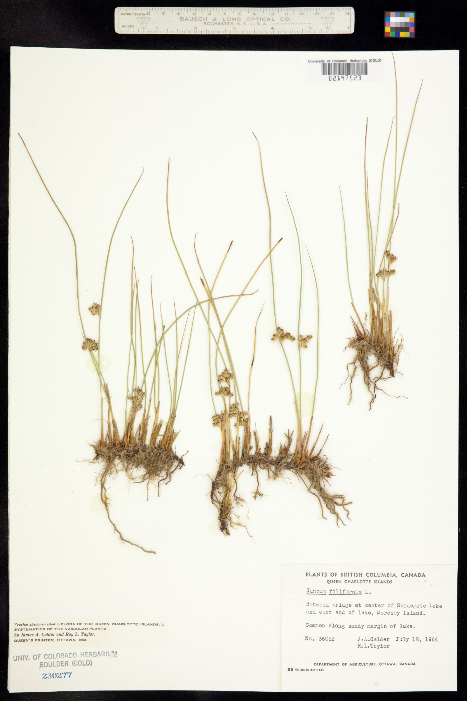 Juncus falcatus image